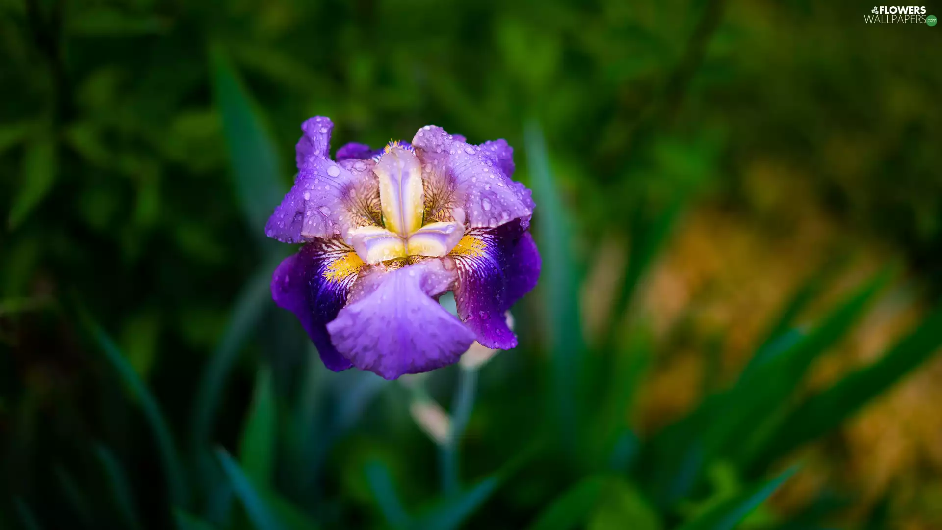 iris, Violet, bloom