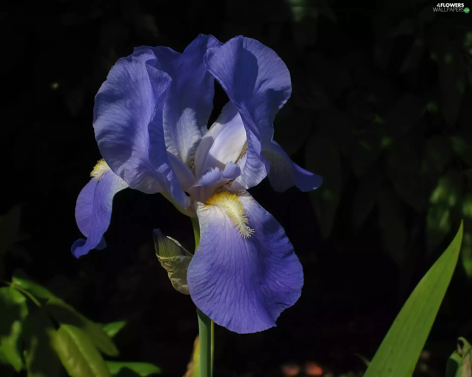 blue, Black, background, iris