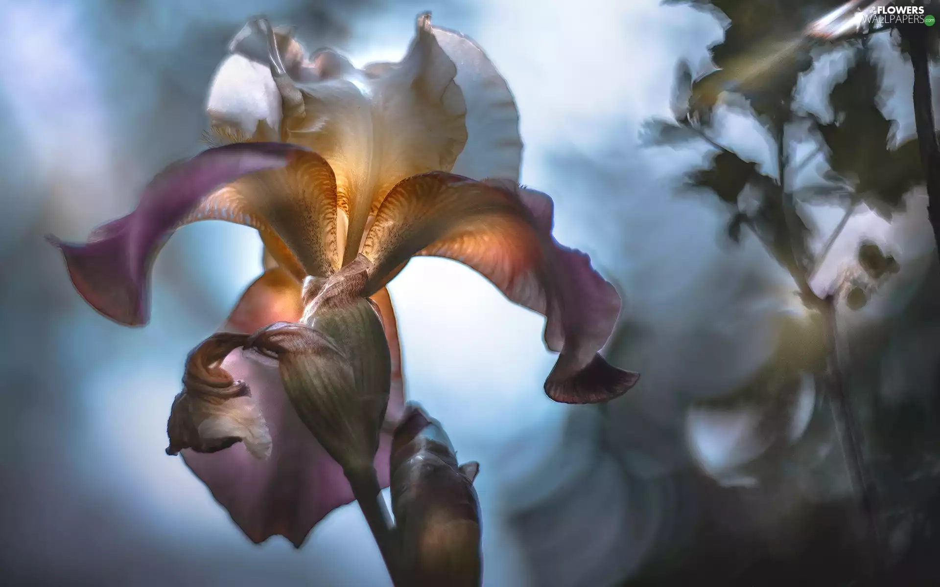 blur, Colourfull Flowers, iris