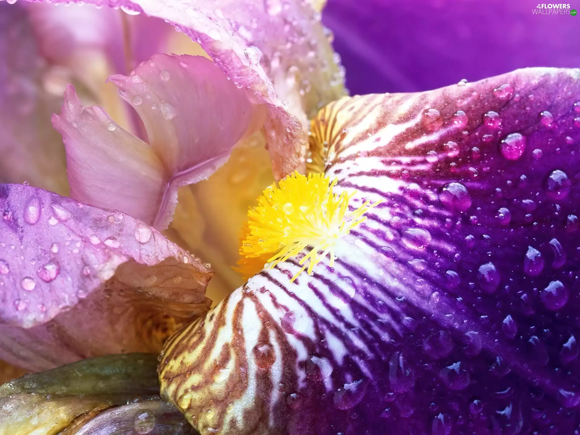 Close, Colourfull Flowers, iris