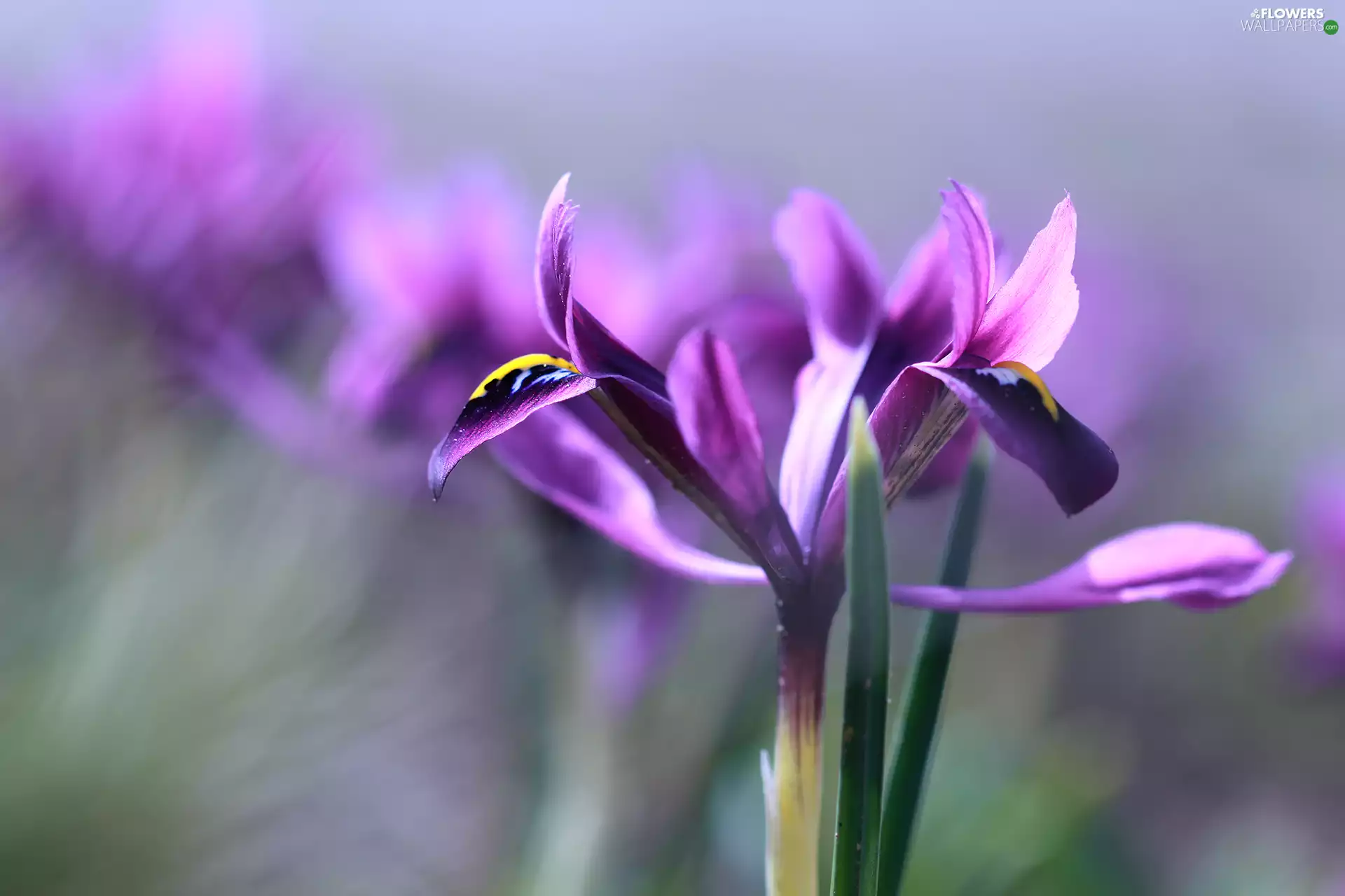 Colourfull Flowers, Violet, iris