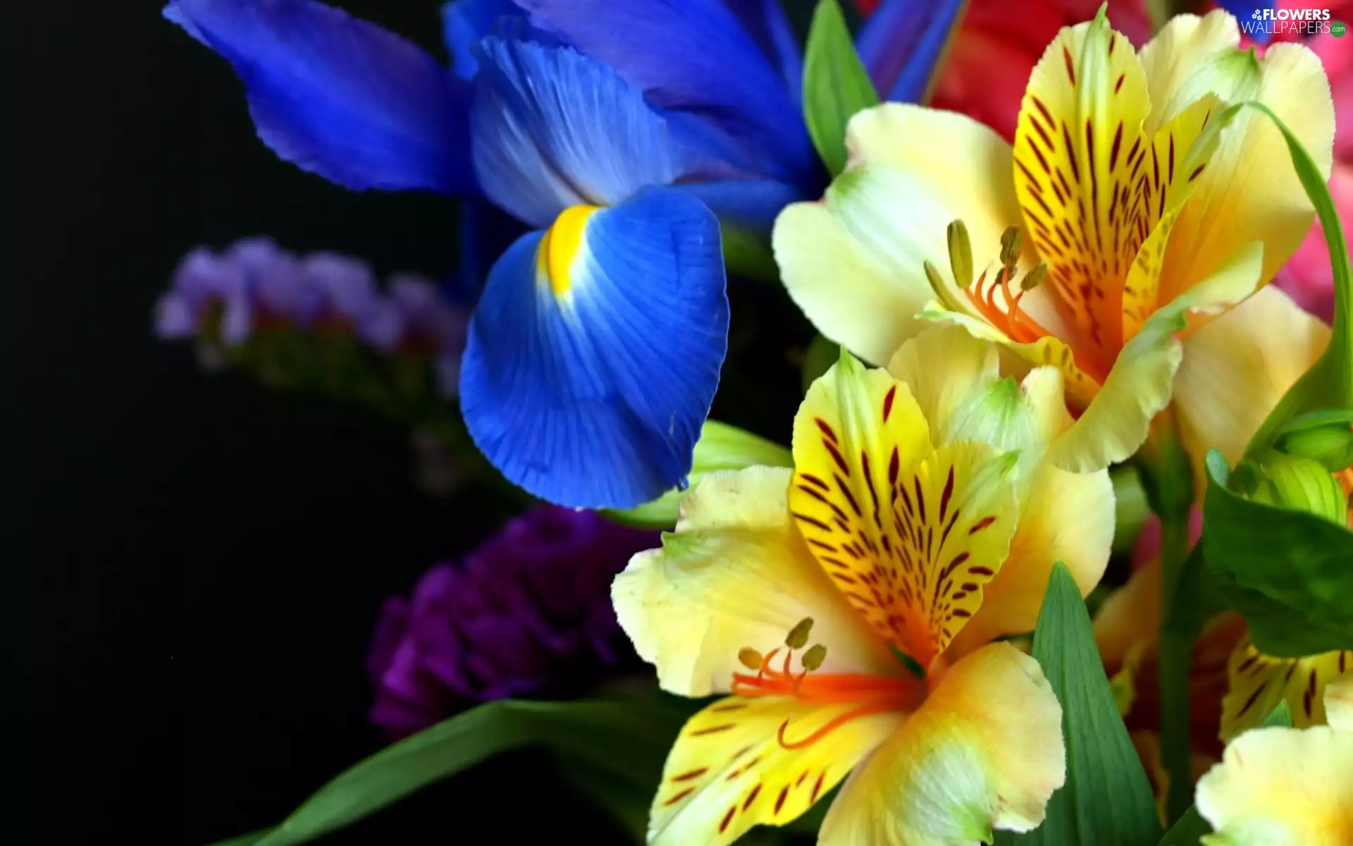 Flowers, Yellow, Alstroemeria, iris