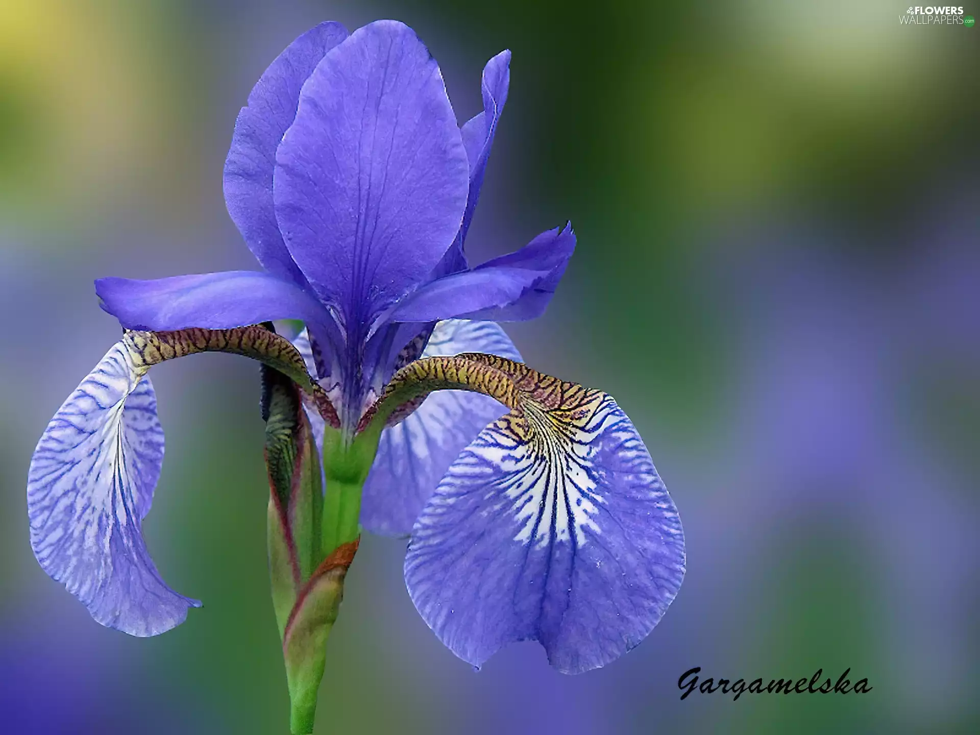 iris, Garden