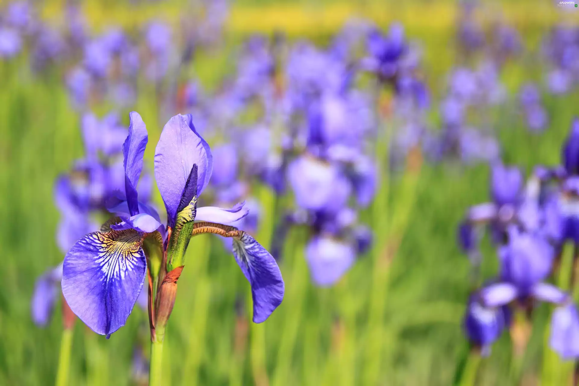 Violet, iris, Iris, Colourfull Flowers