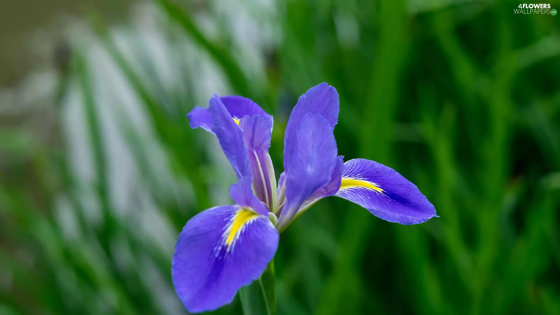 Iris, Colourfull Flowers, iris