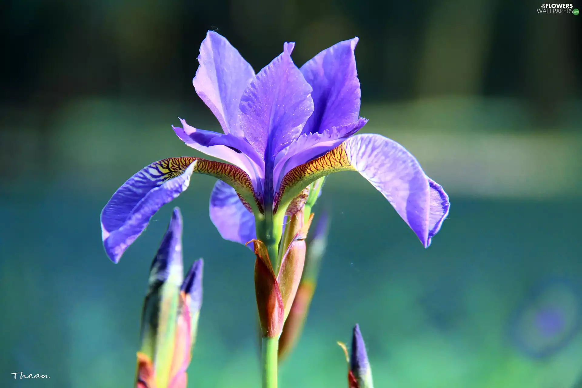 iris, Siberian Iris
