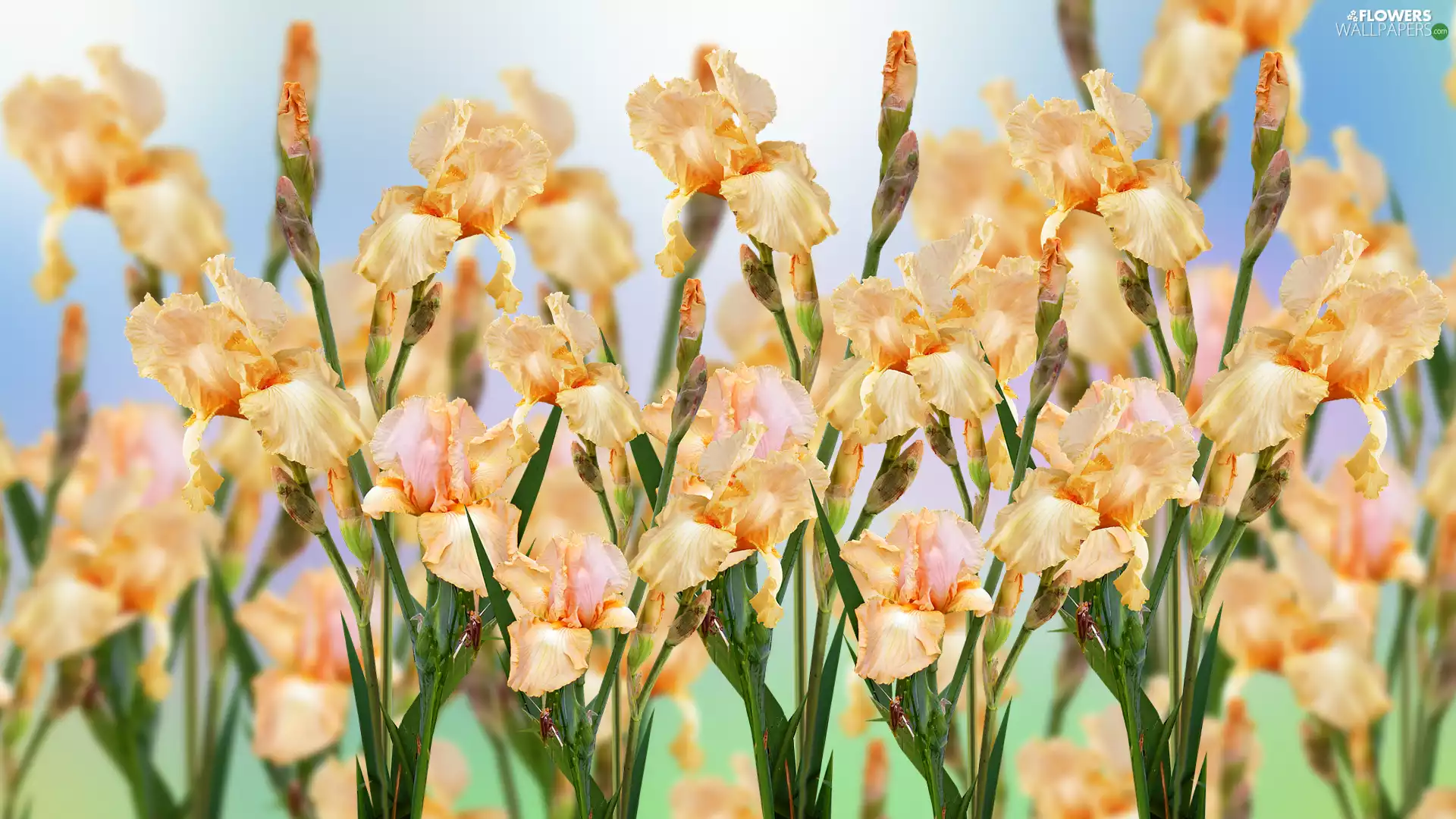 Iris, Flowers, Irises