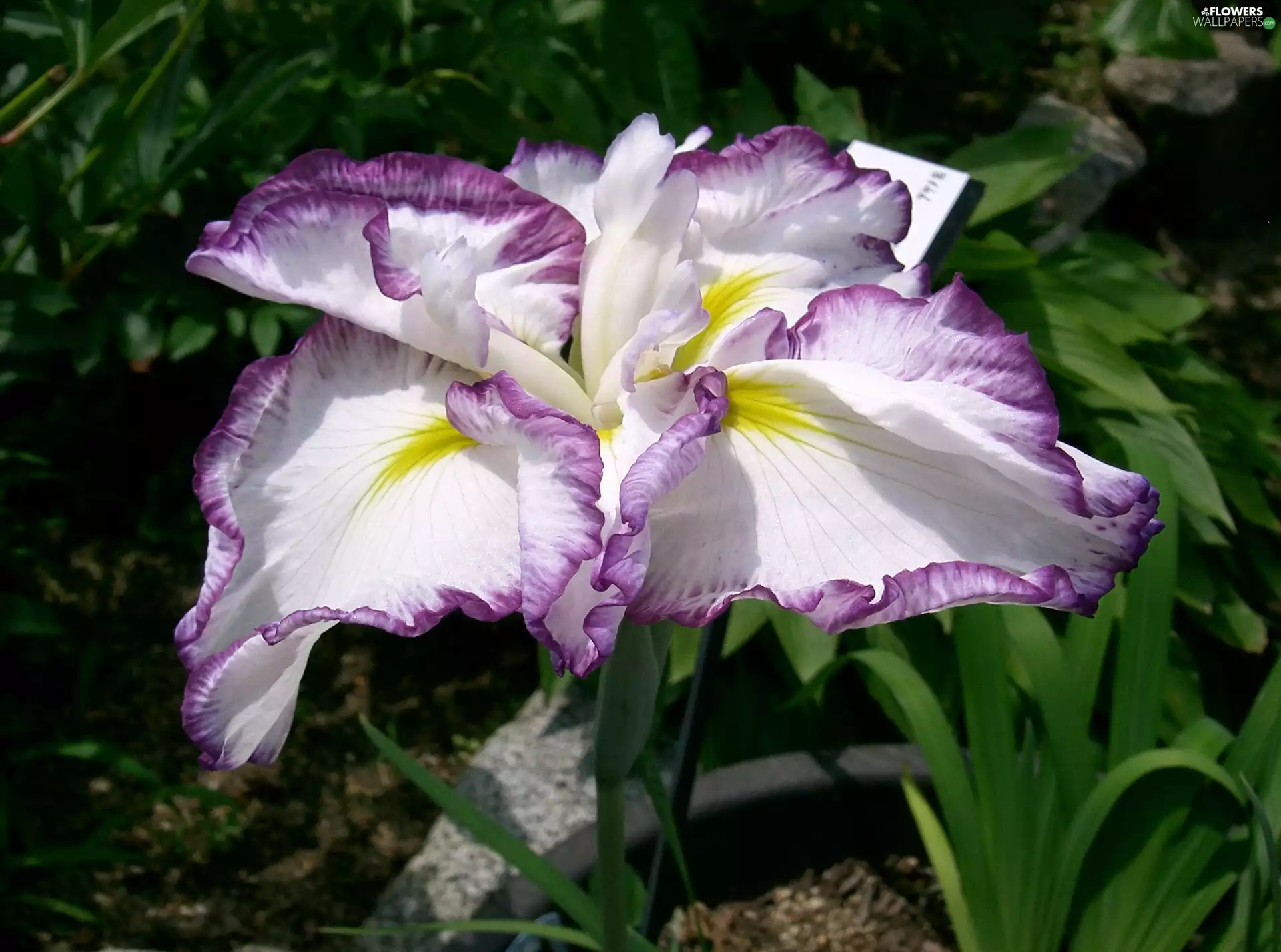 iris, japanese