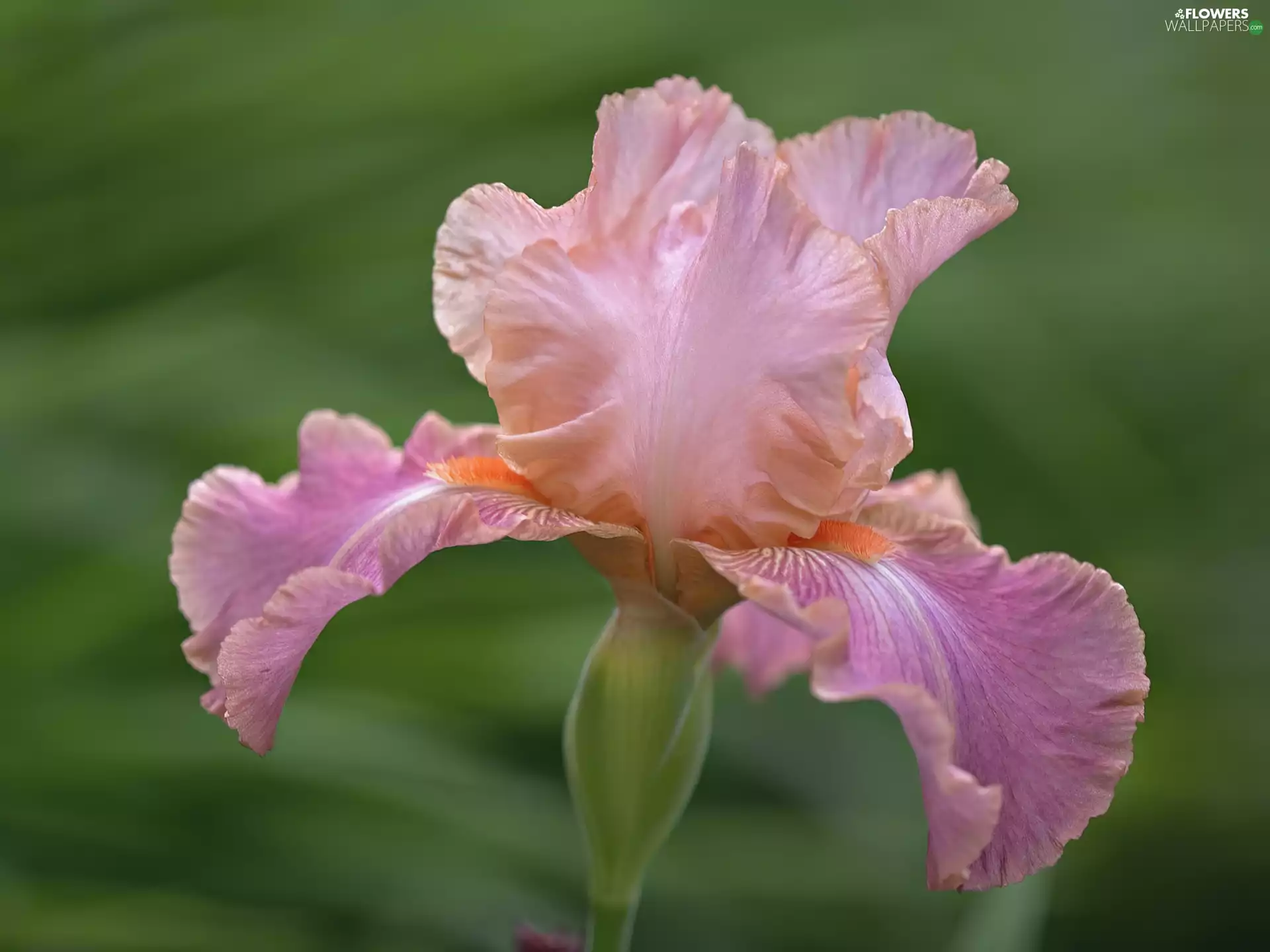 lilac, iris