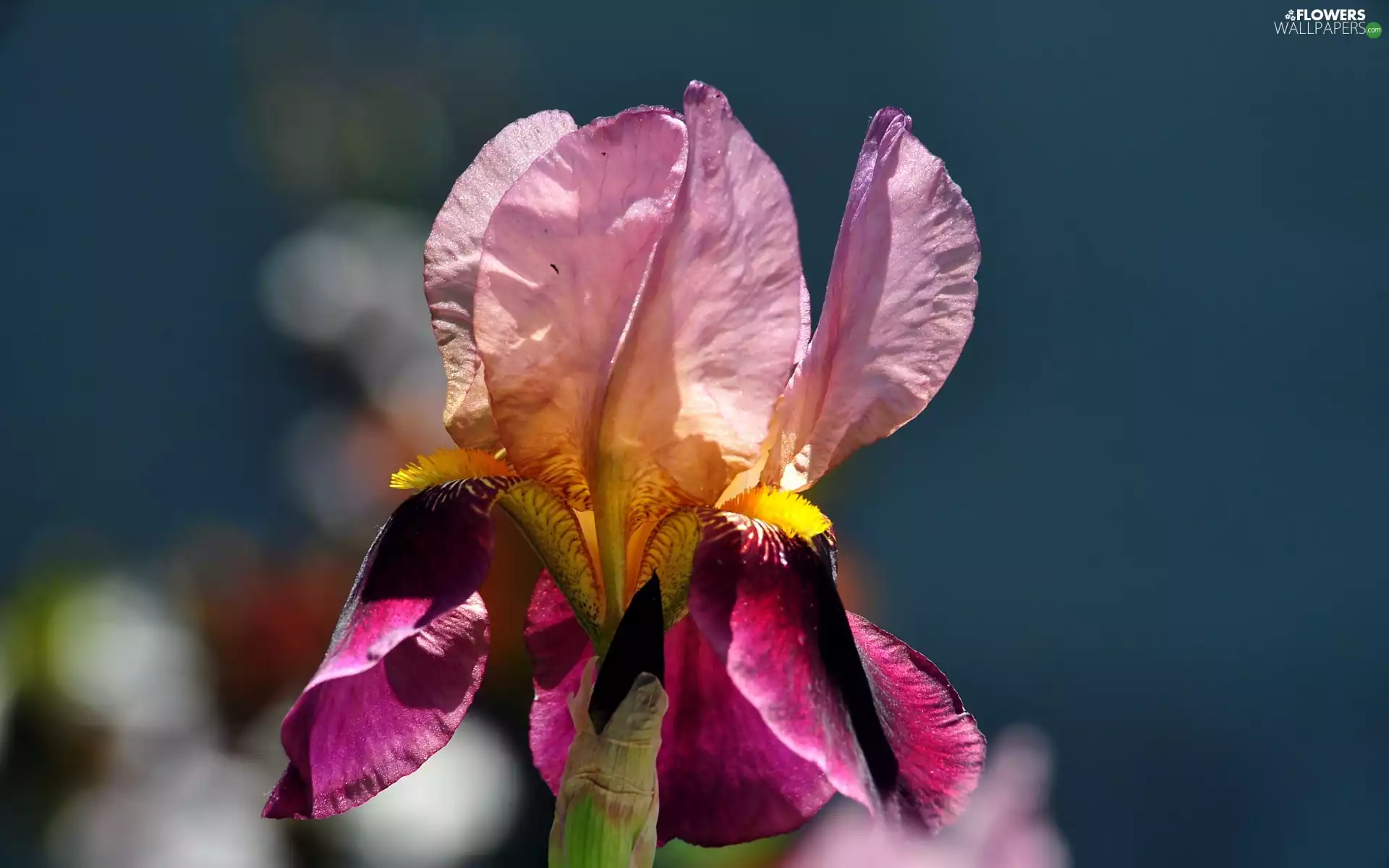 Pink, iris