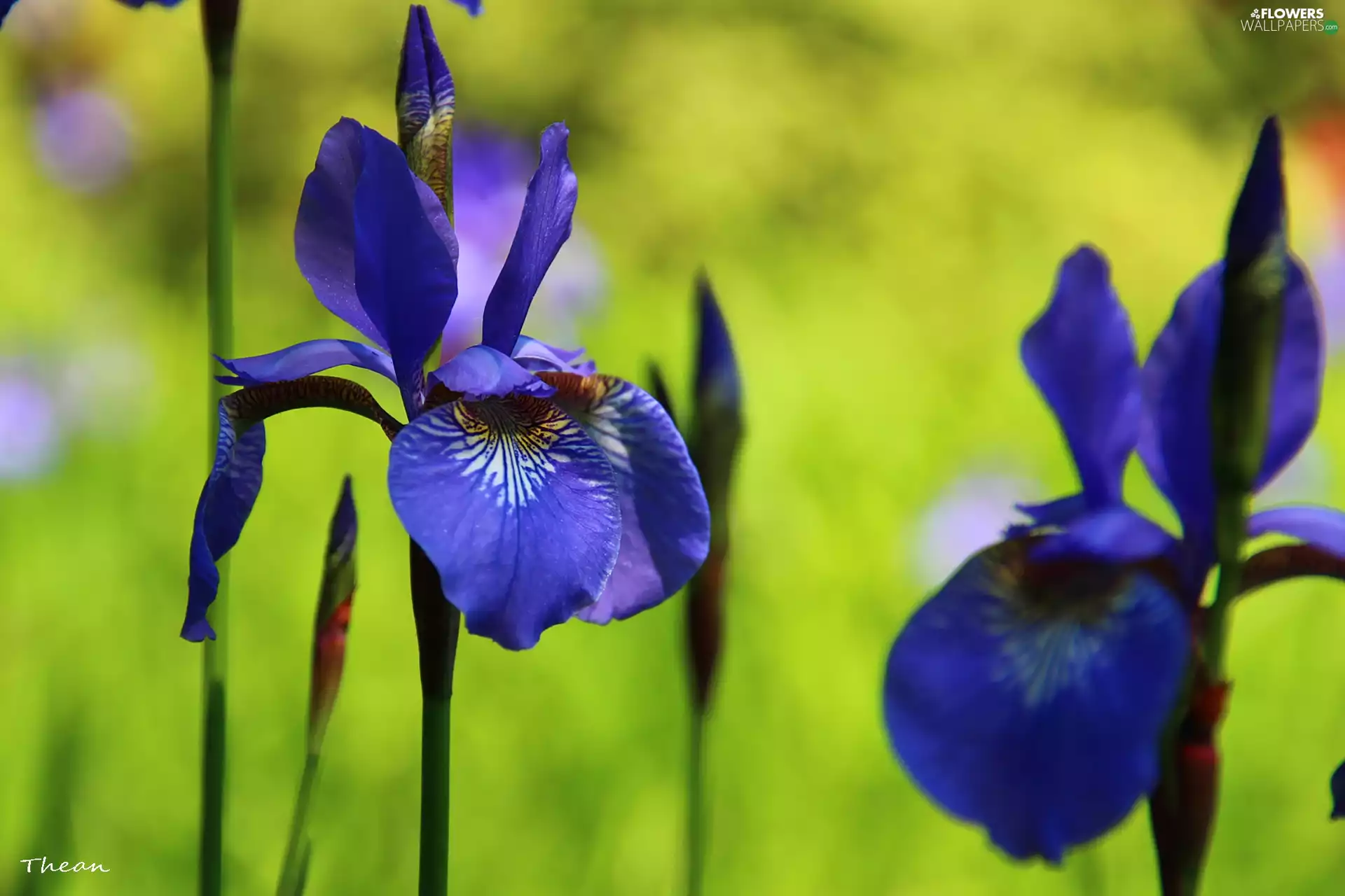 iris, Siberian Iris