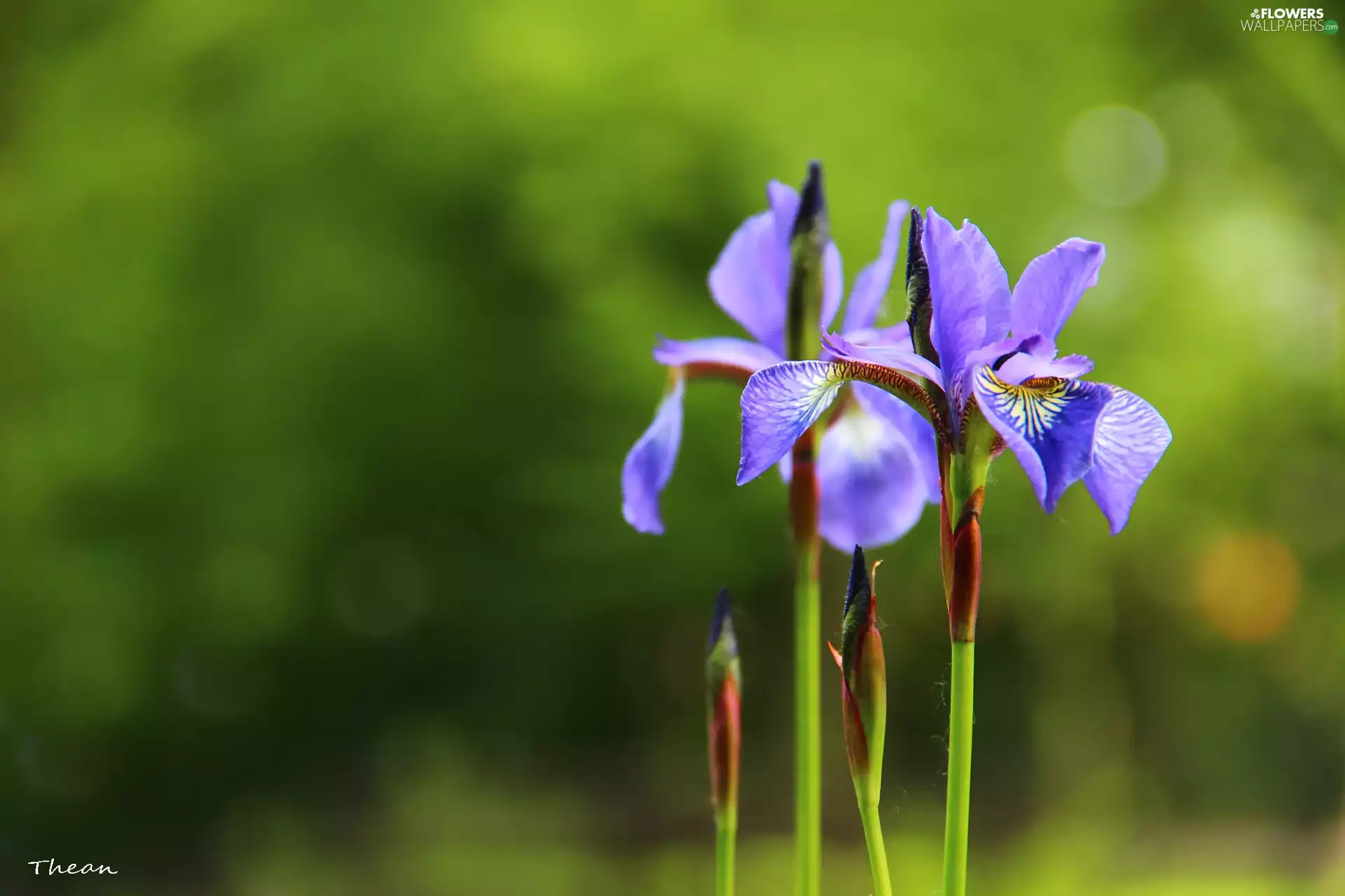 iris, Siberian Iris