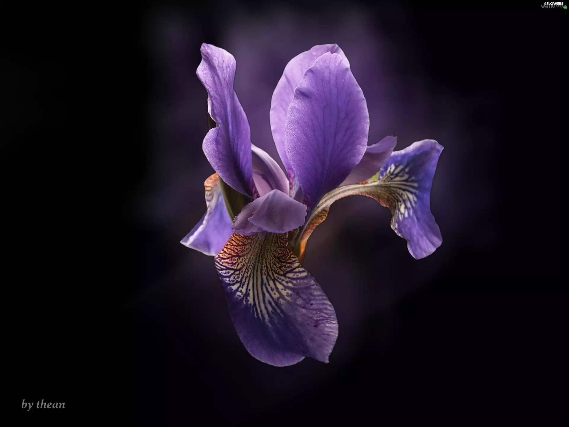 Violet, iris