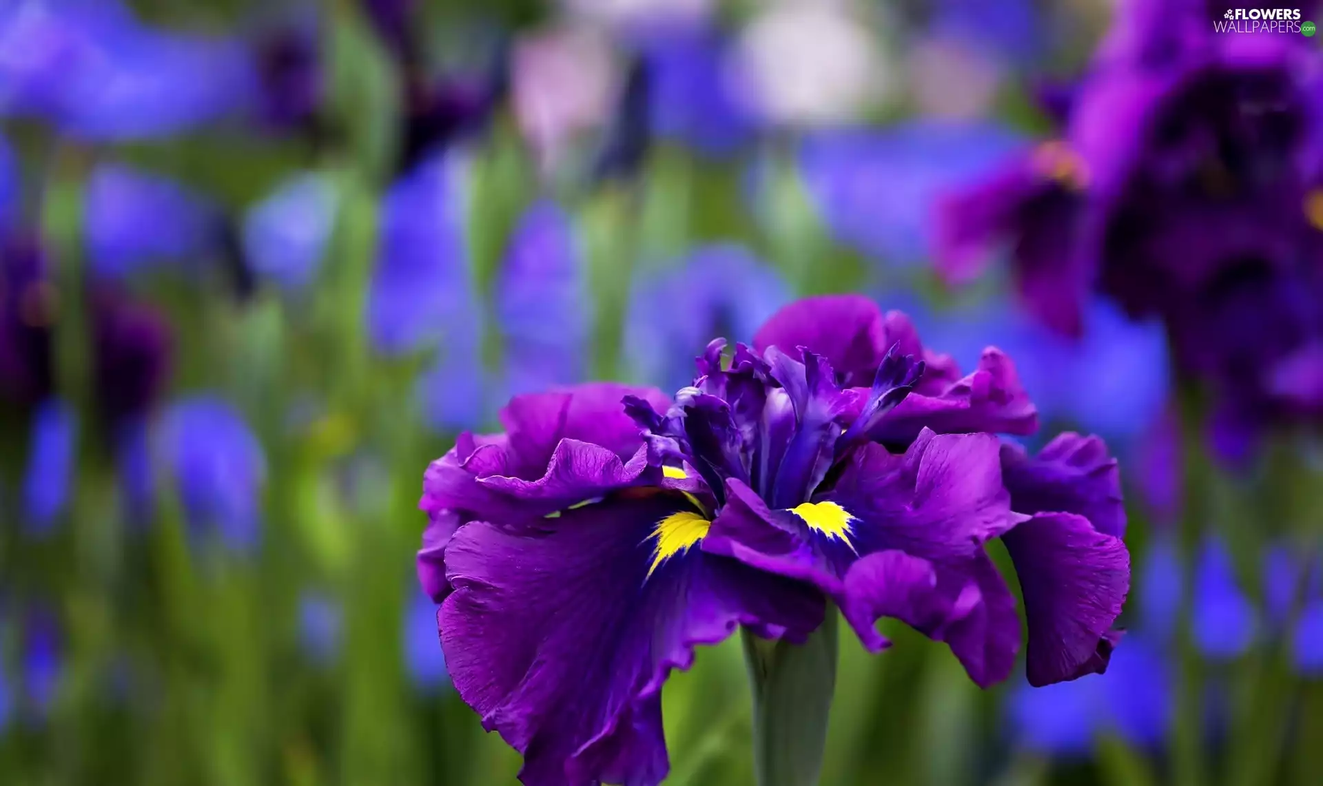 Violet, iris