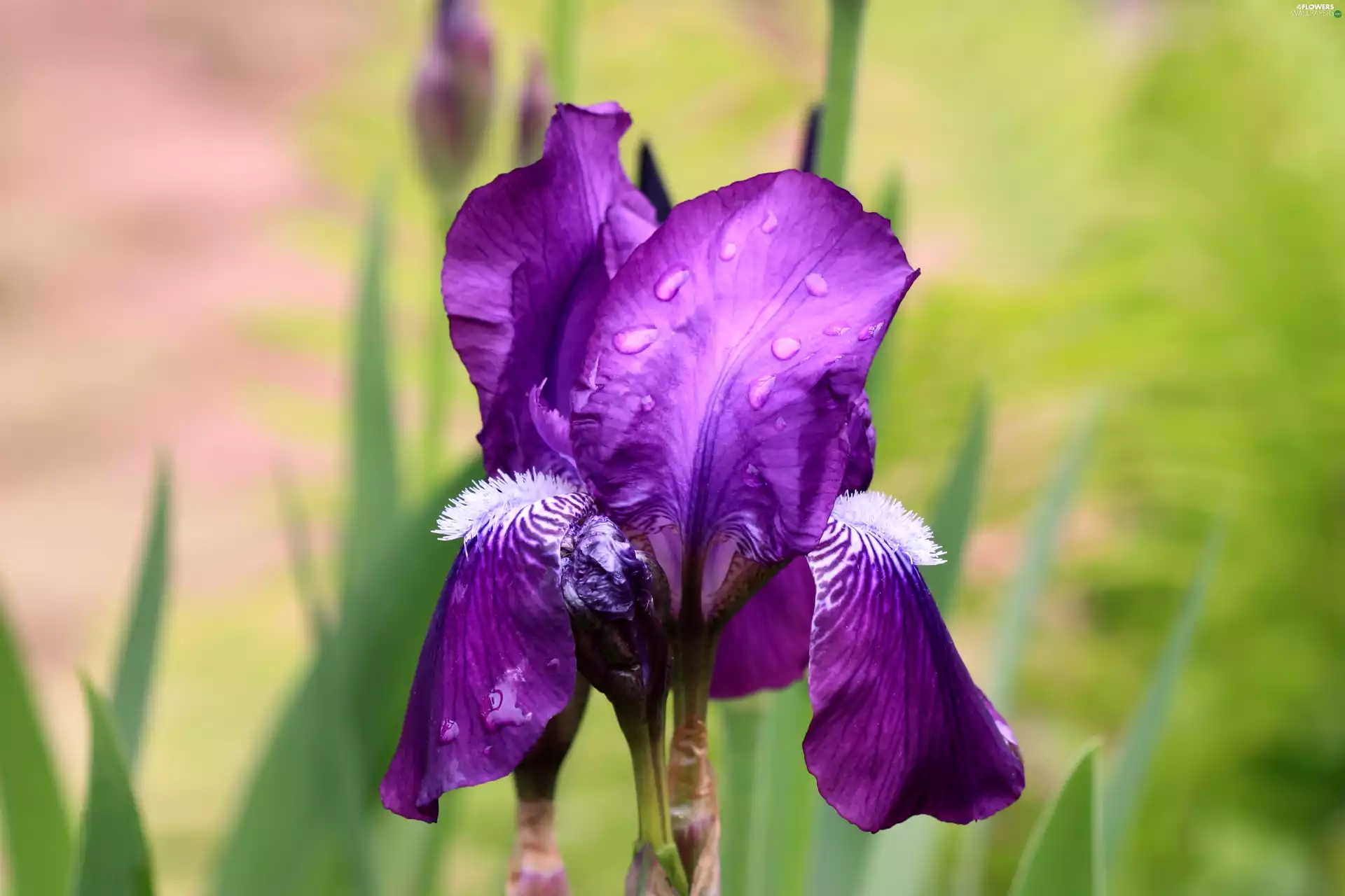 Violet, drops, water, iris