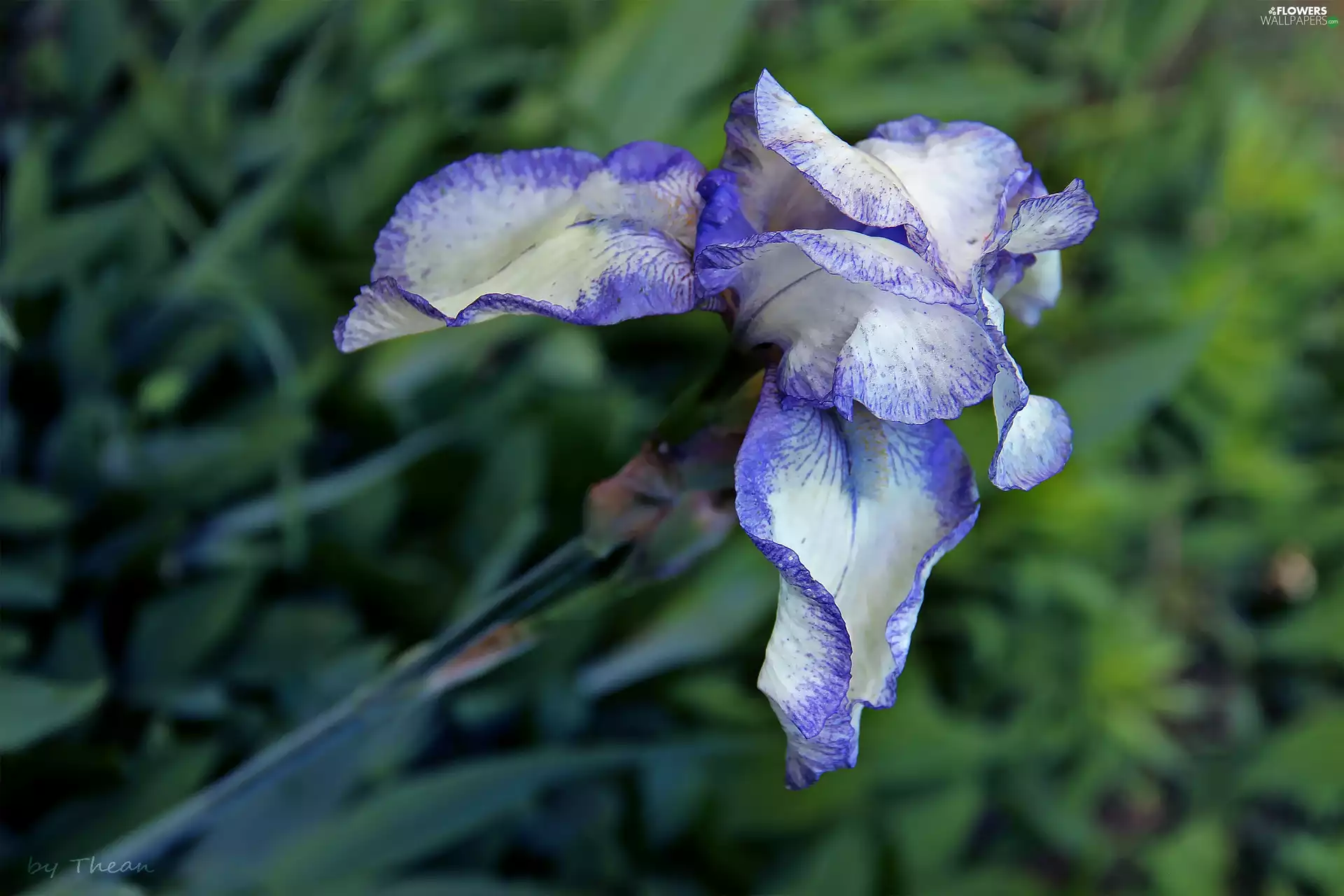 Violet, iris