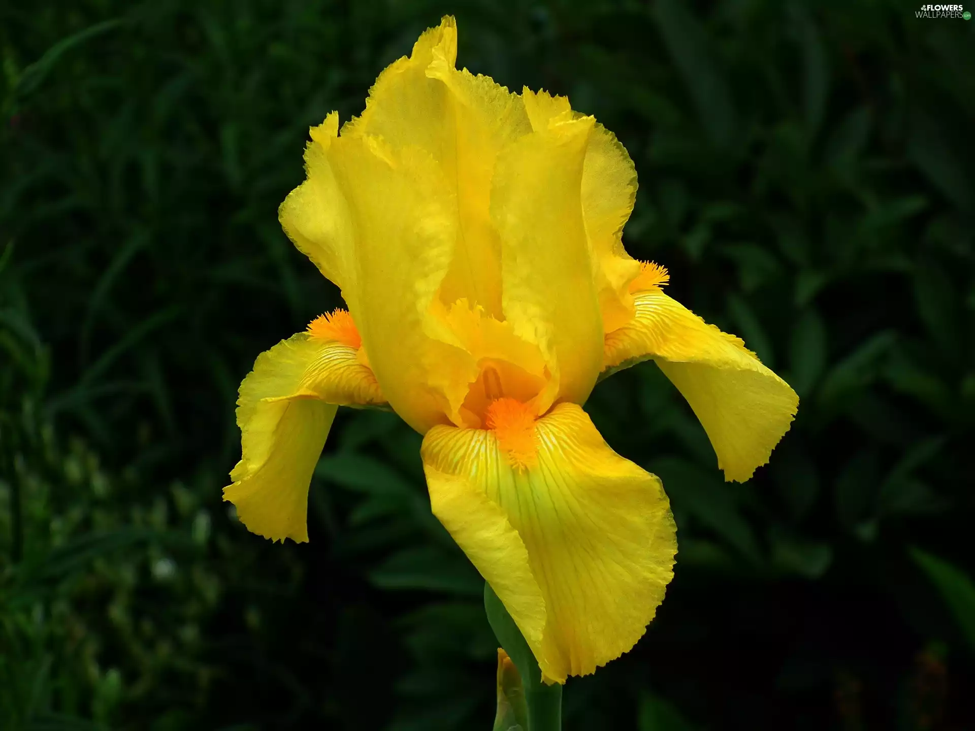 nature, iris, Yellow, Colourfull Flowers