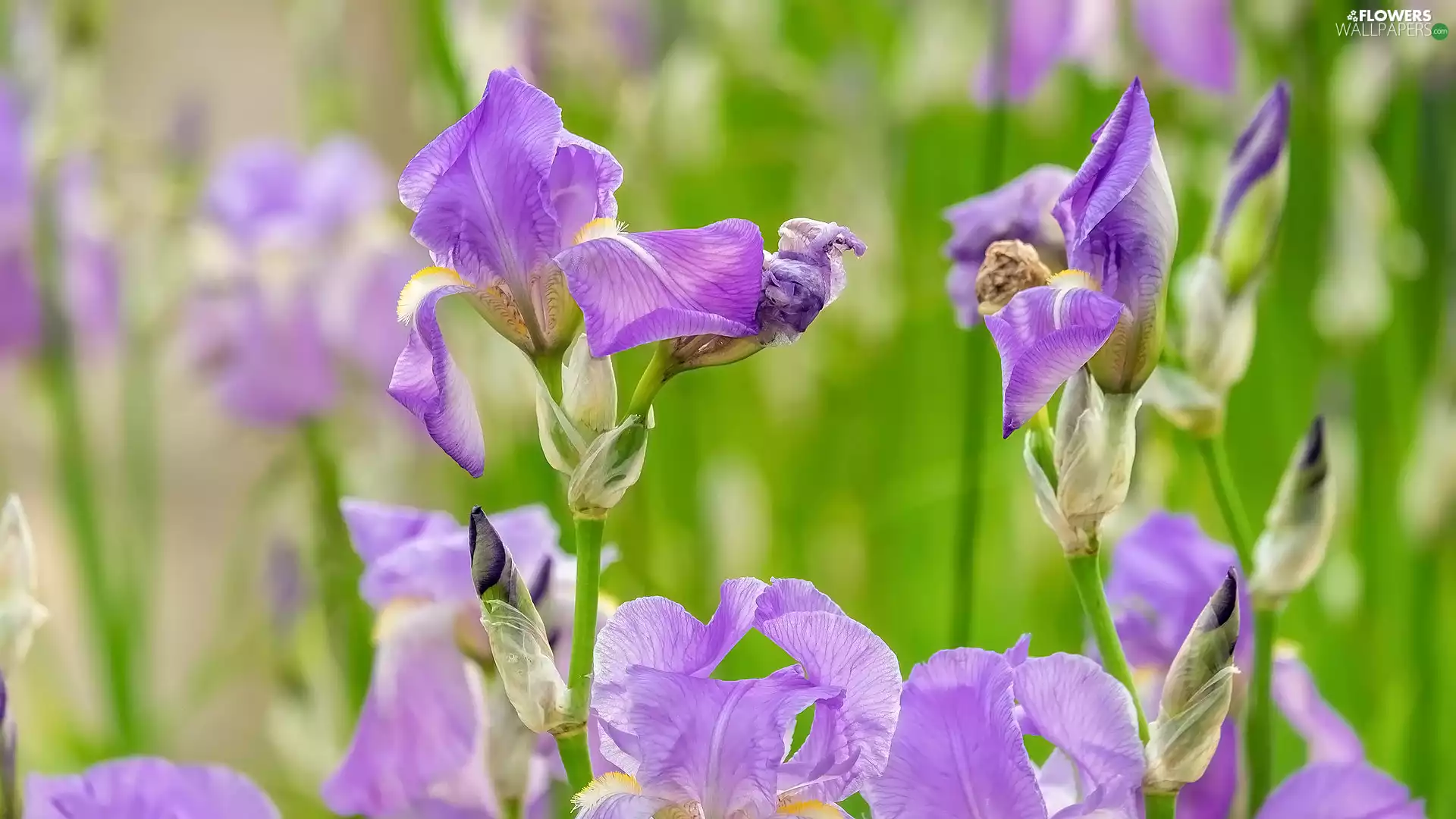 Irises, Flowers, bloom