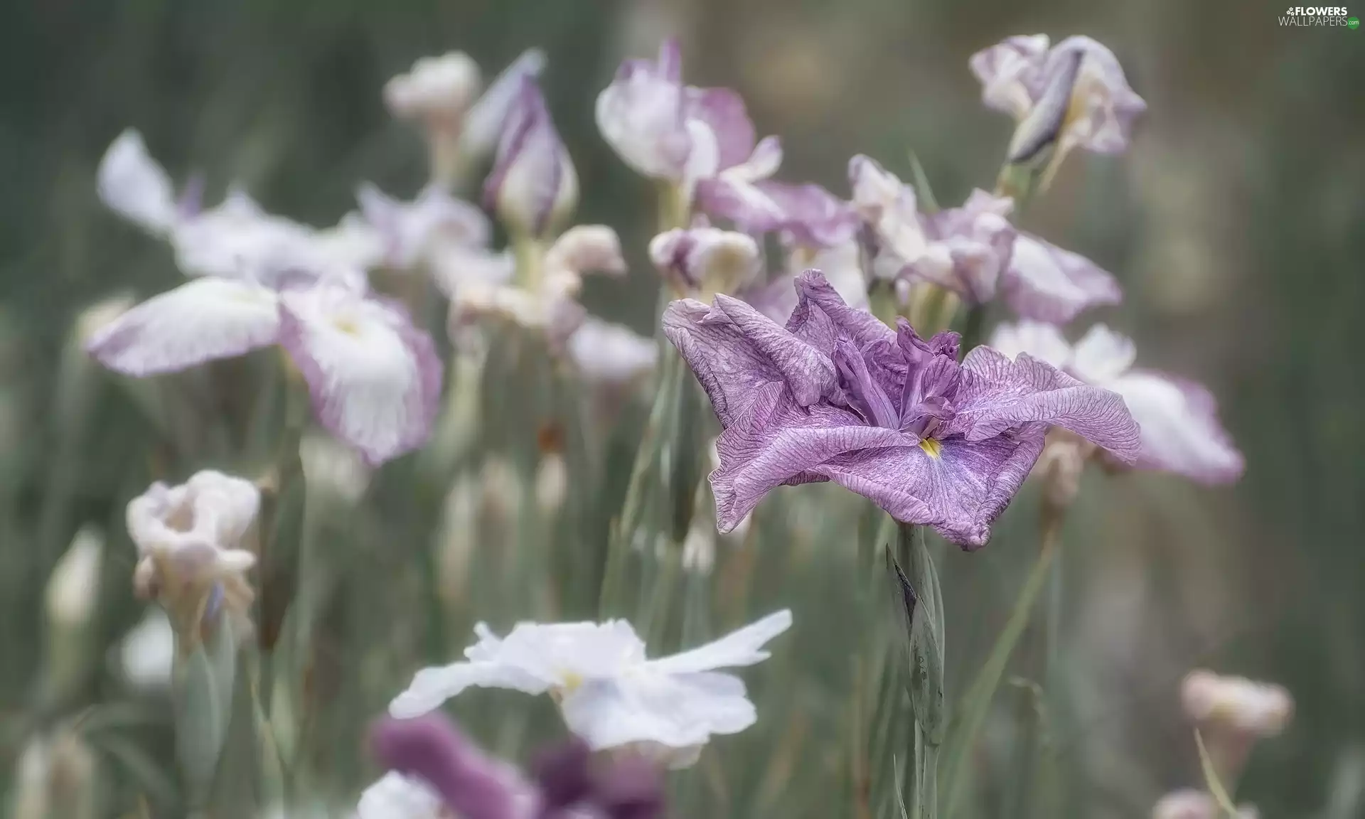 blurry background, Flowers, Irises