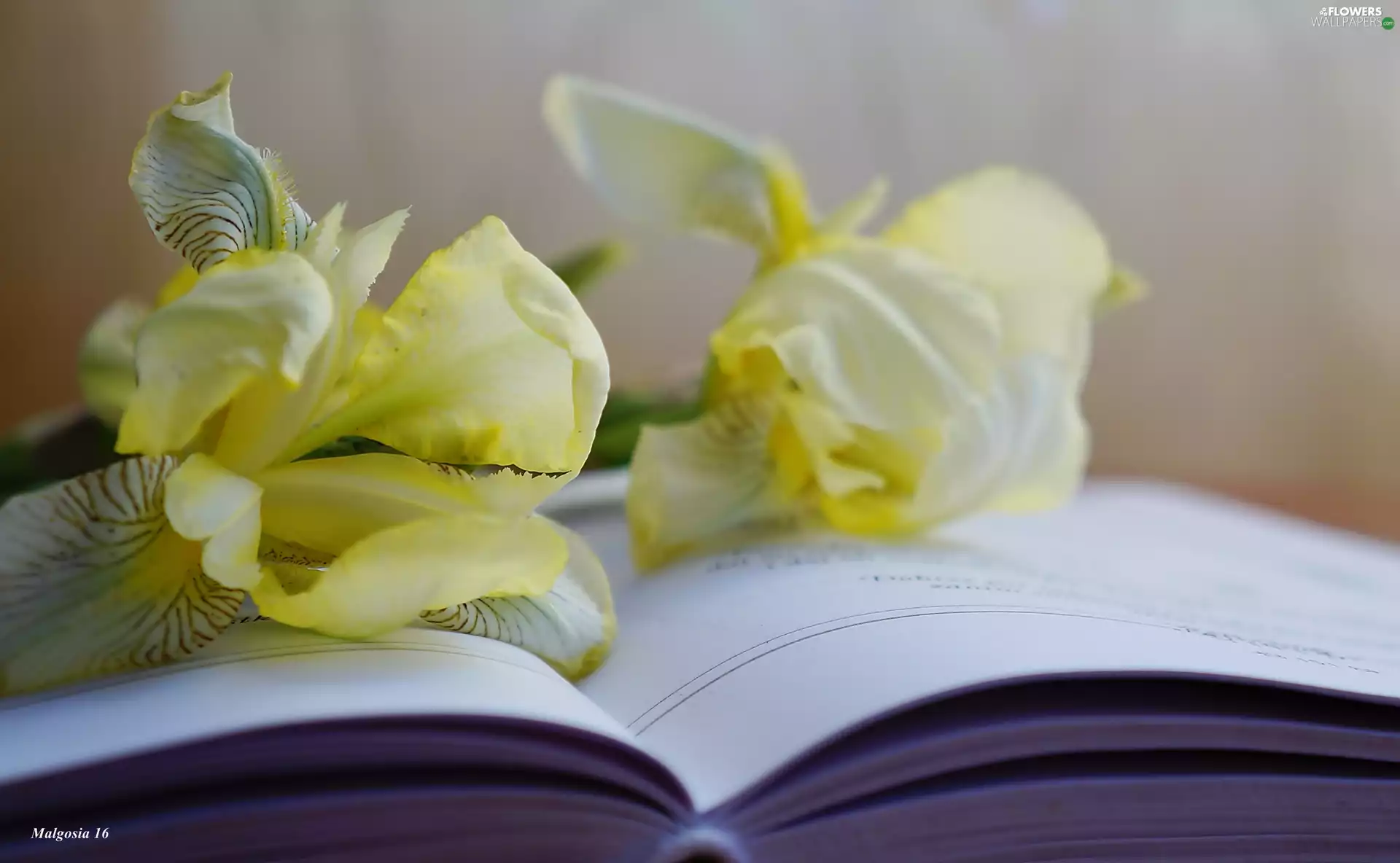 Irises, Flowers, Book