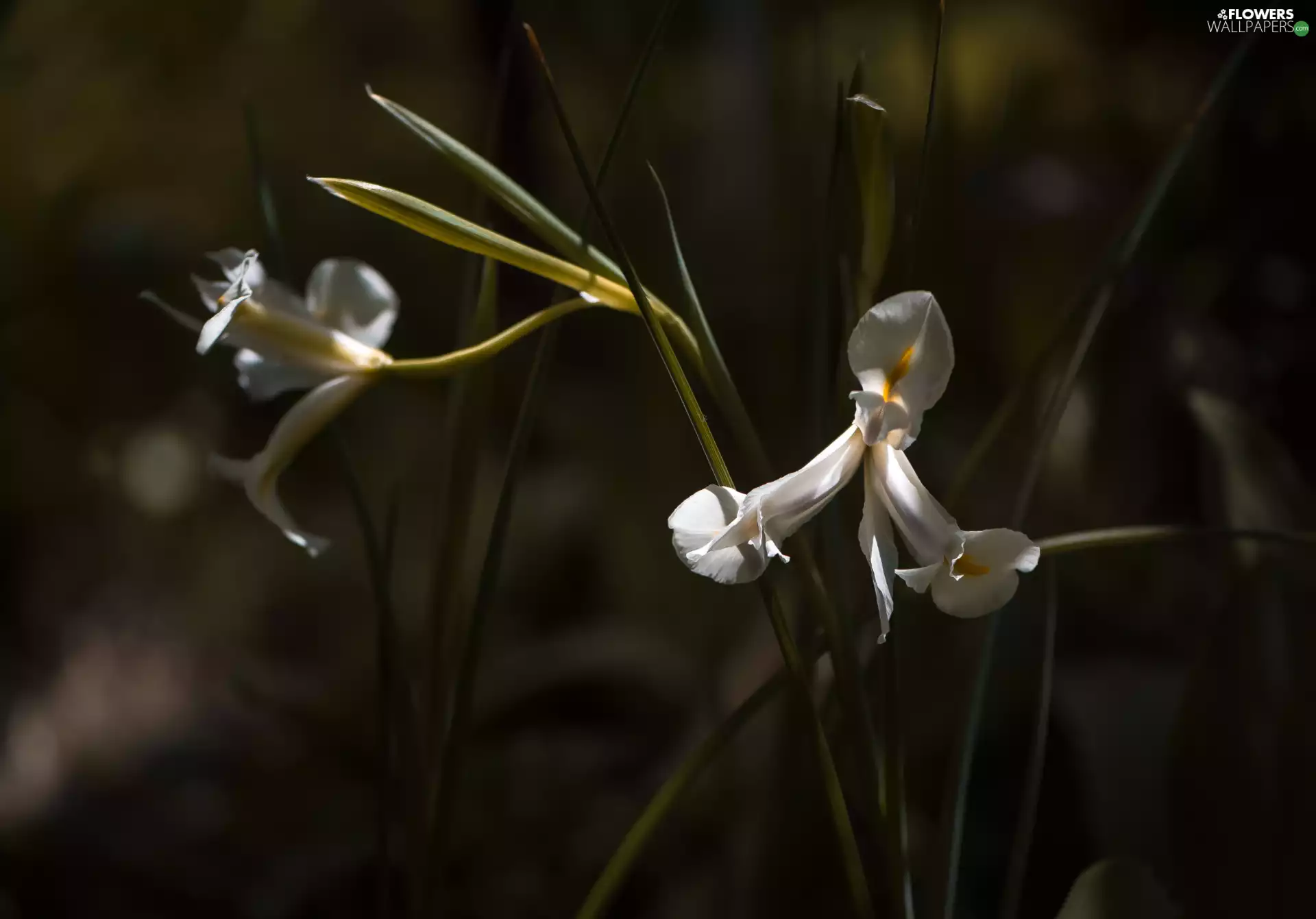 ligh, Flowers, flash, Irises, White, sun, luminosity