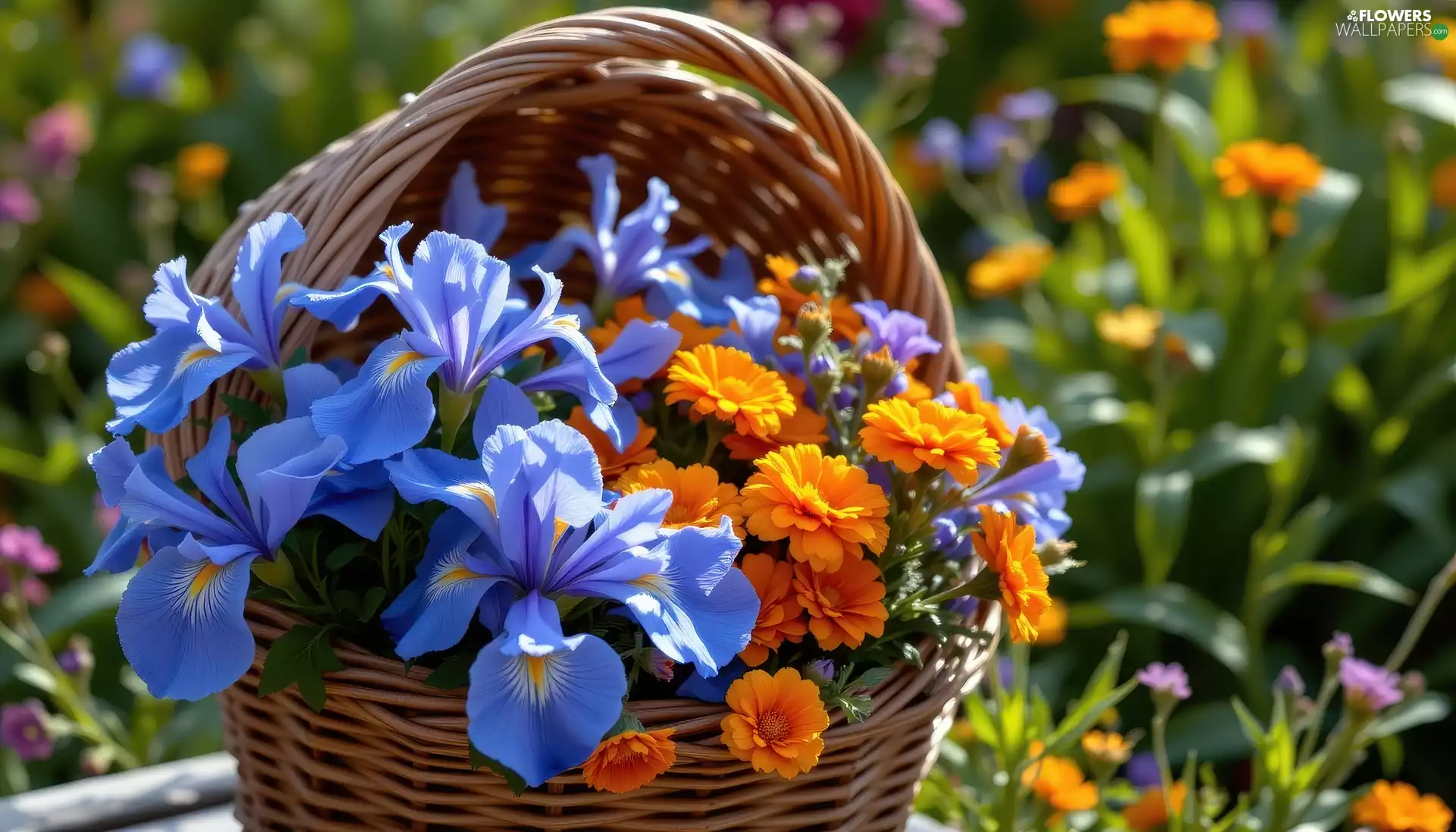 Flowers, Tagetes, basket, Irises