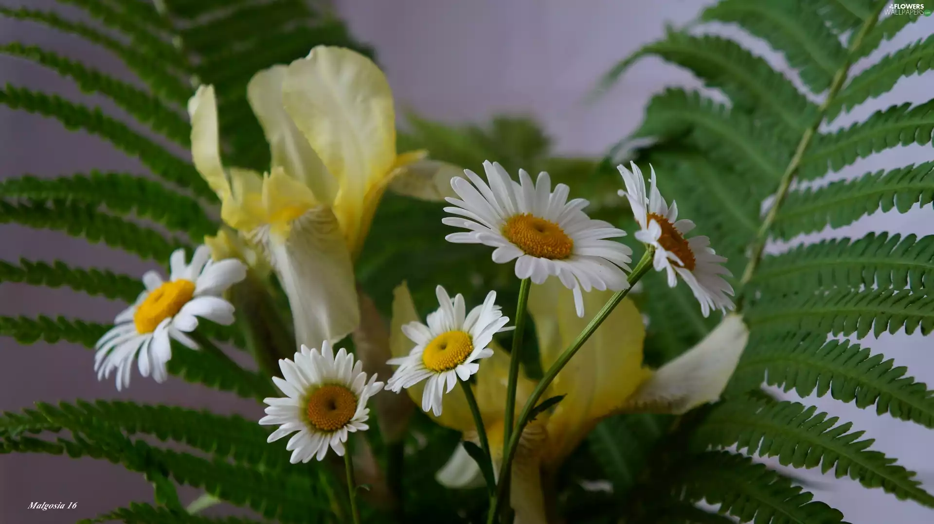 Daisy, Irises, Flowers, Fern, bouquet