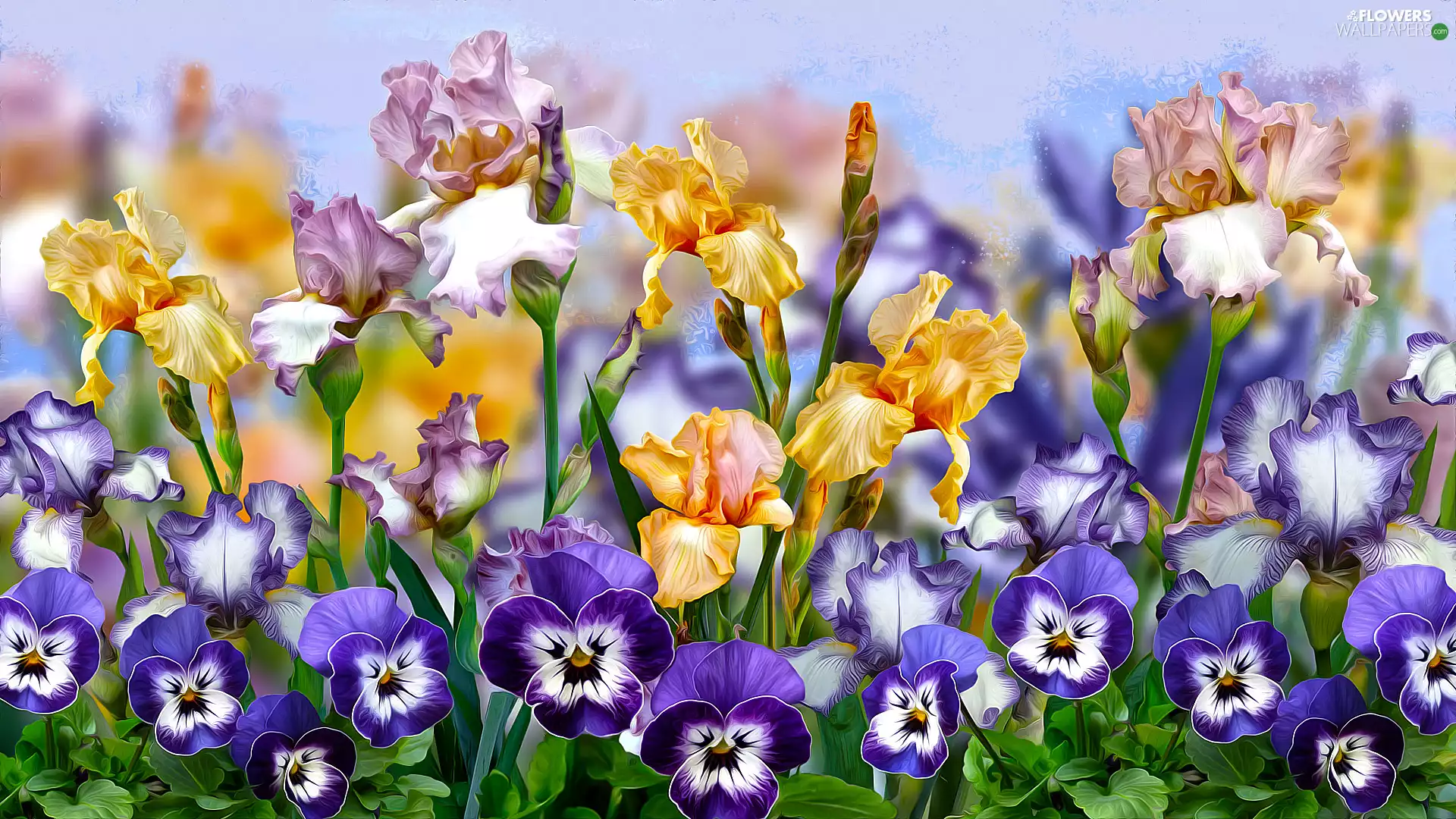 Flowers, pansies, graphics, Irises
