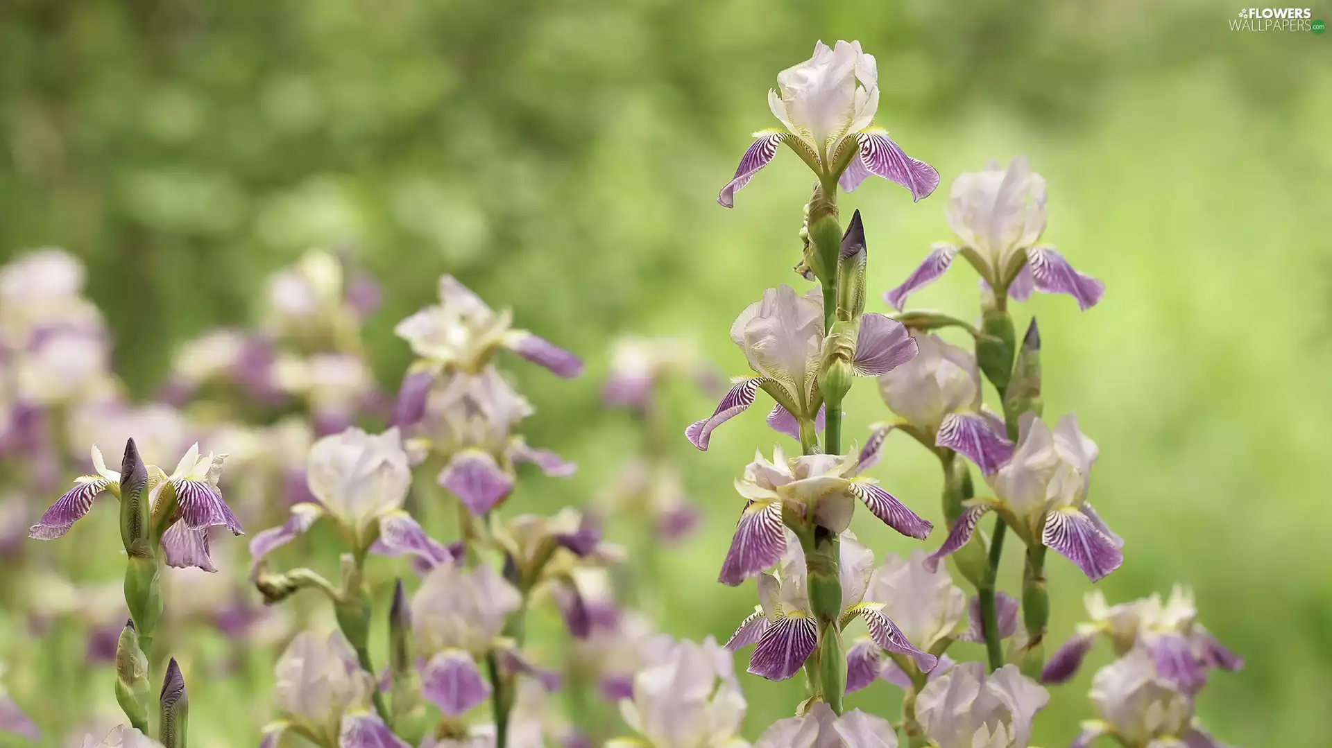 Flowers, Pale Purple, Irises