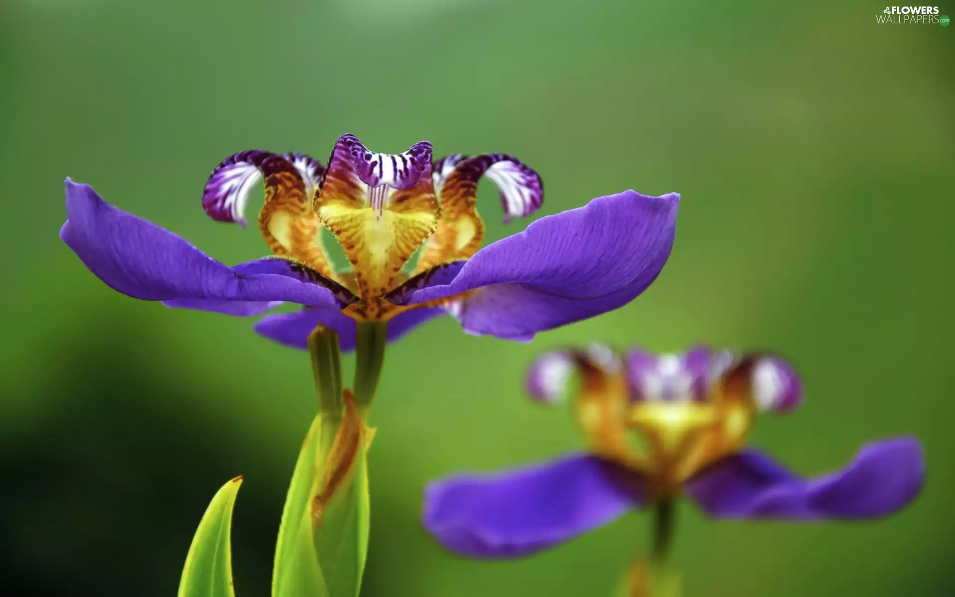 Flowers, Irises
