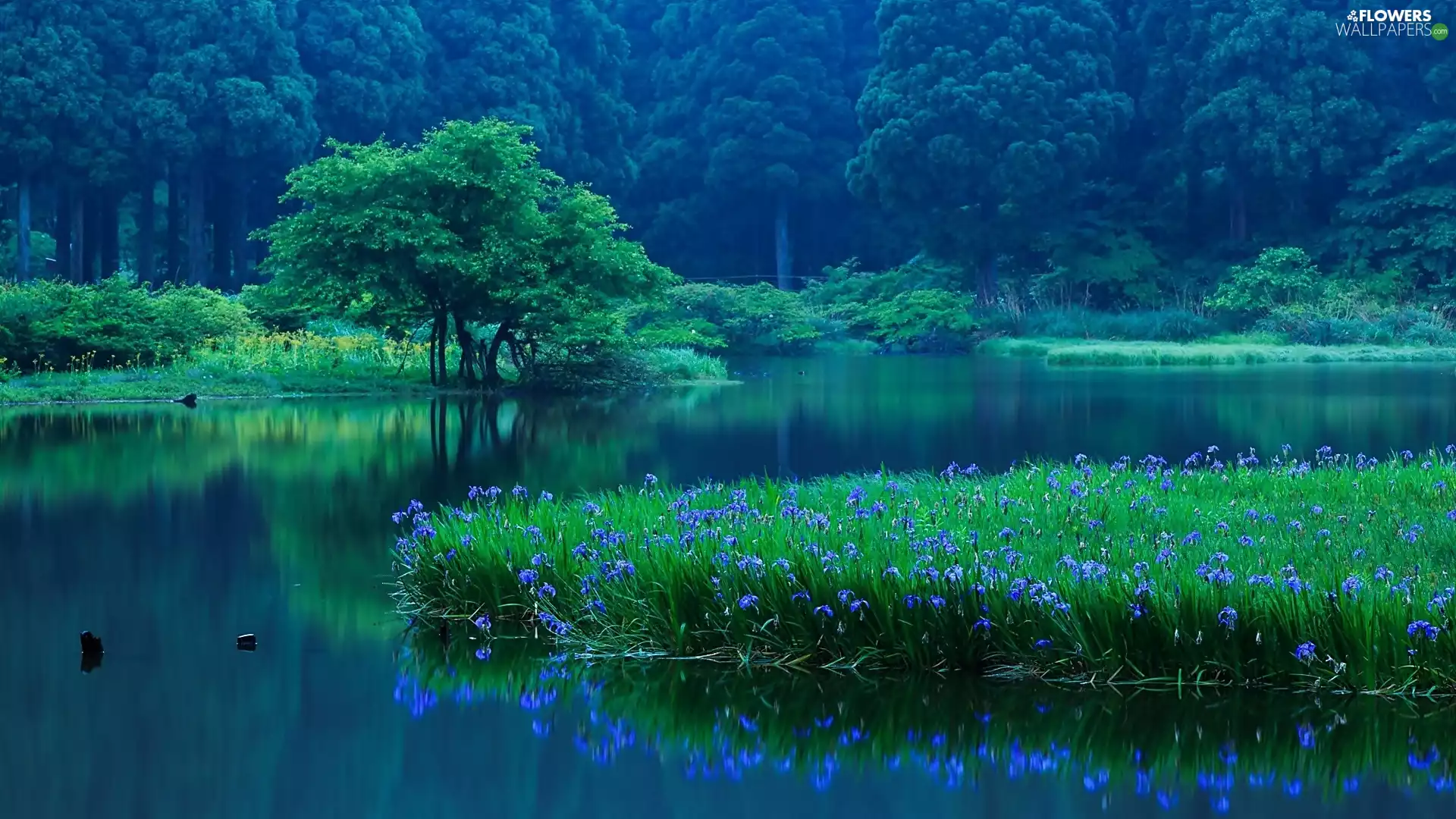 Irises, lake, forest