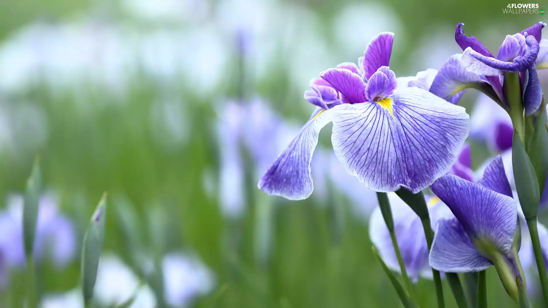 purple, rapprochement, Flowers, Irises