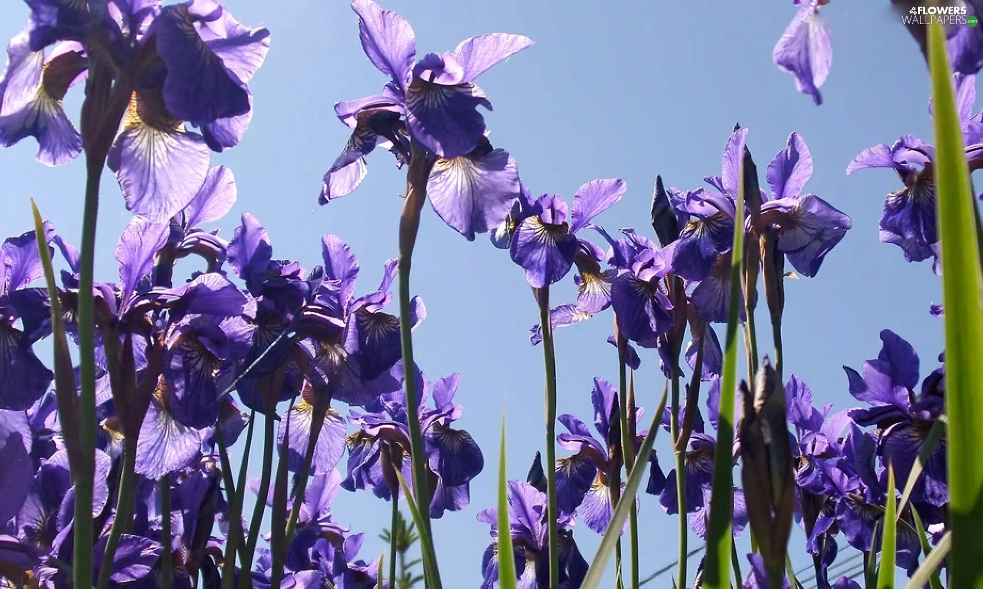 purple, Blue, Sky, Irises