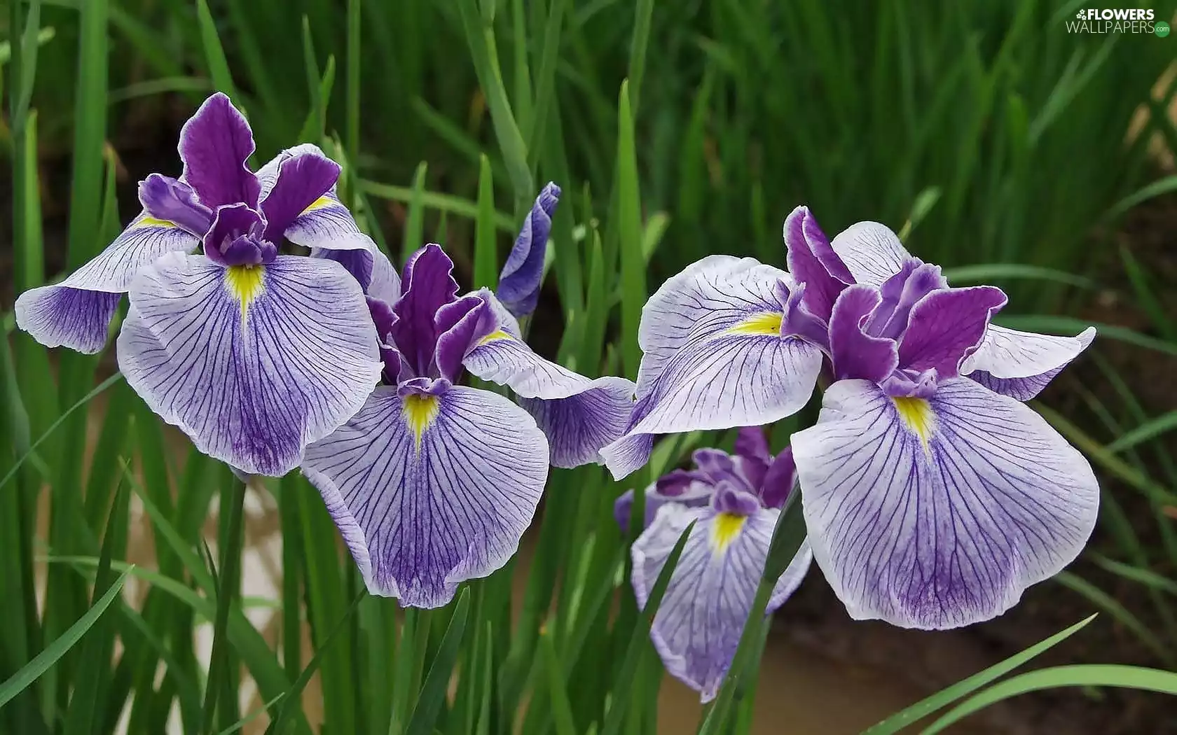 purple, Irises