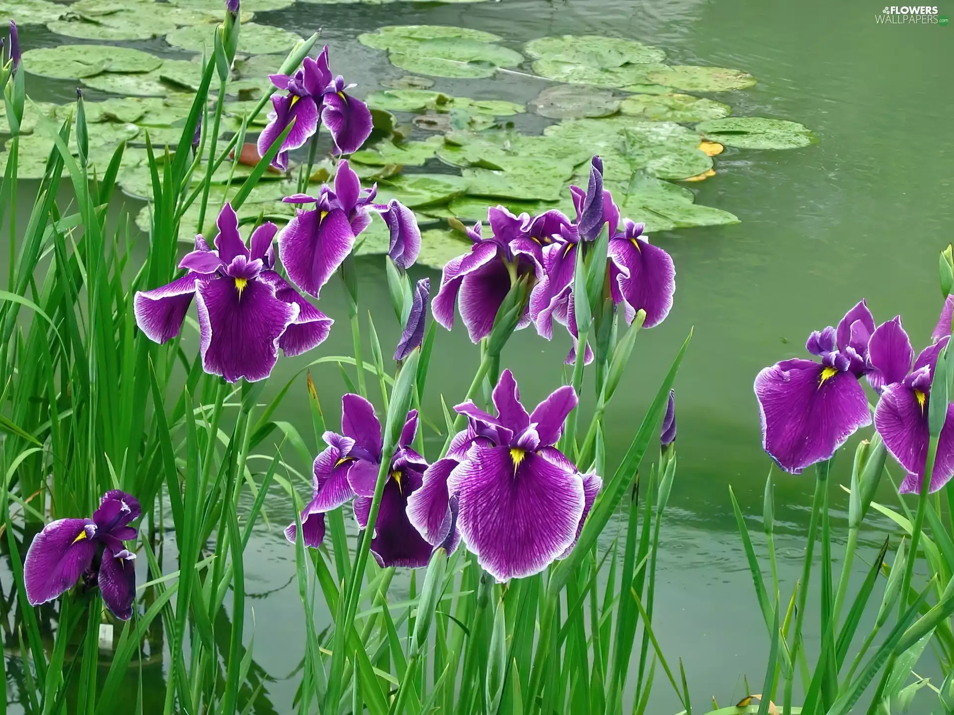 Irises, water