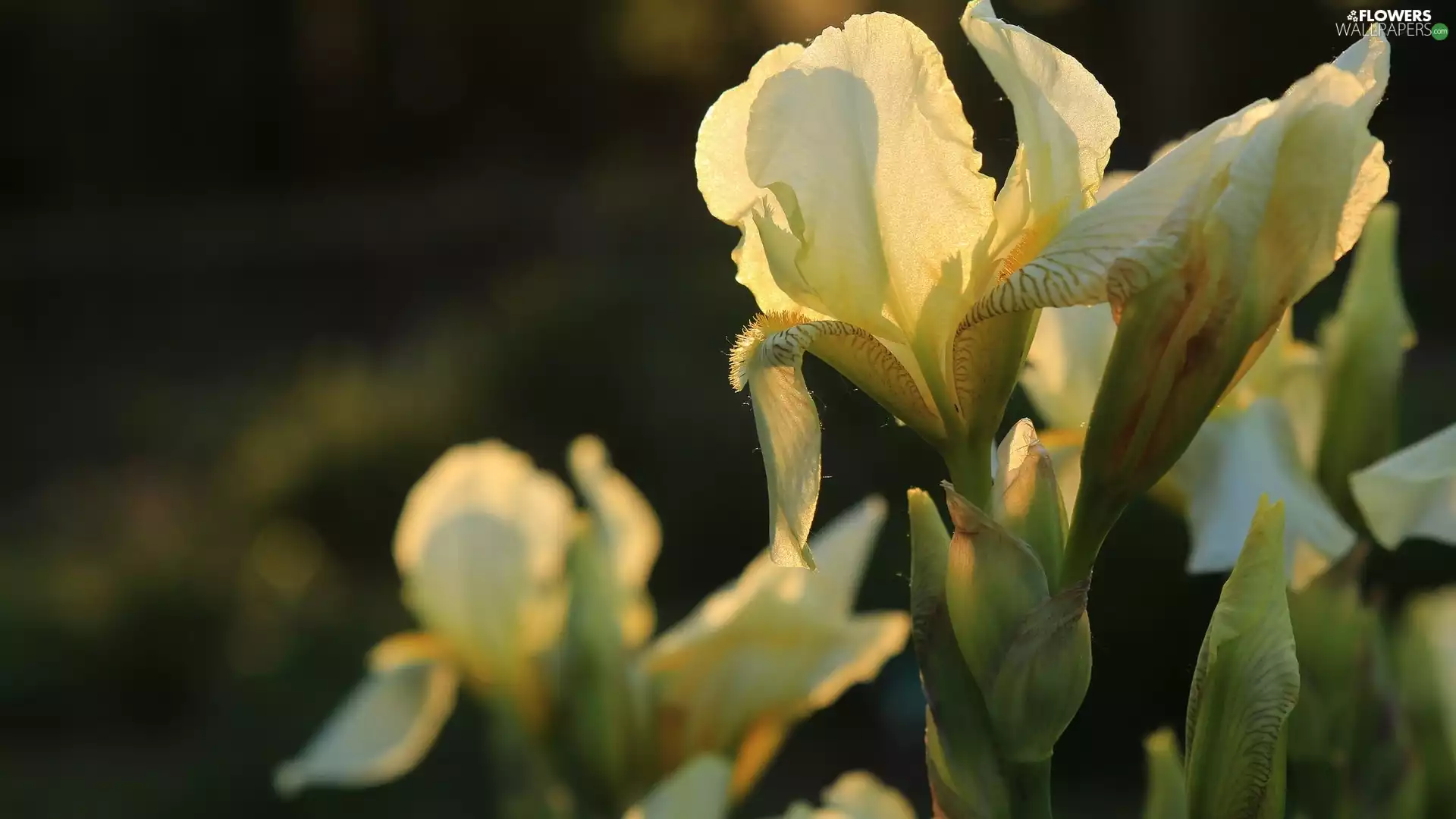 Irises, Flowers, White