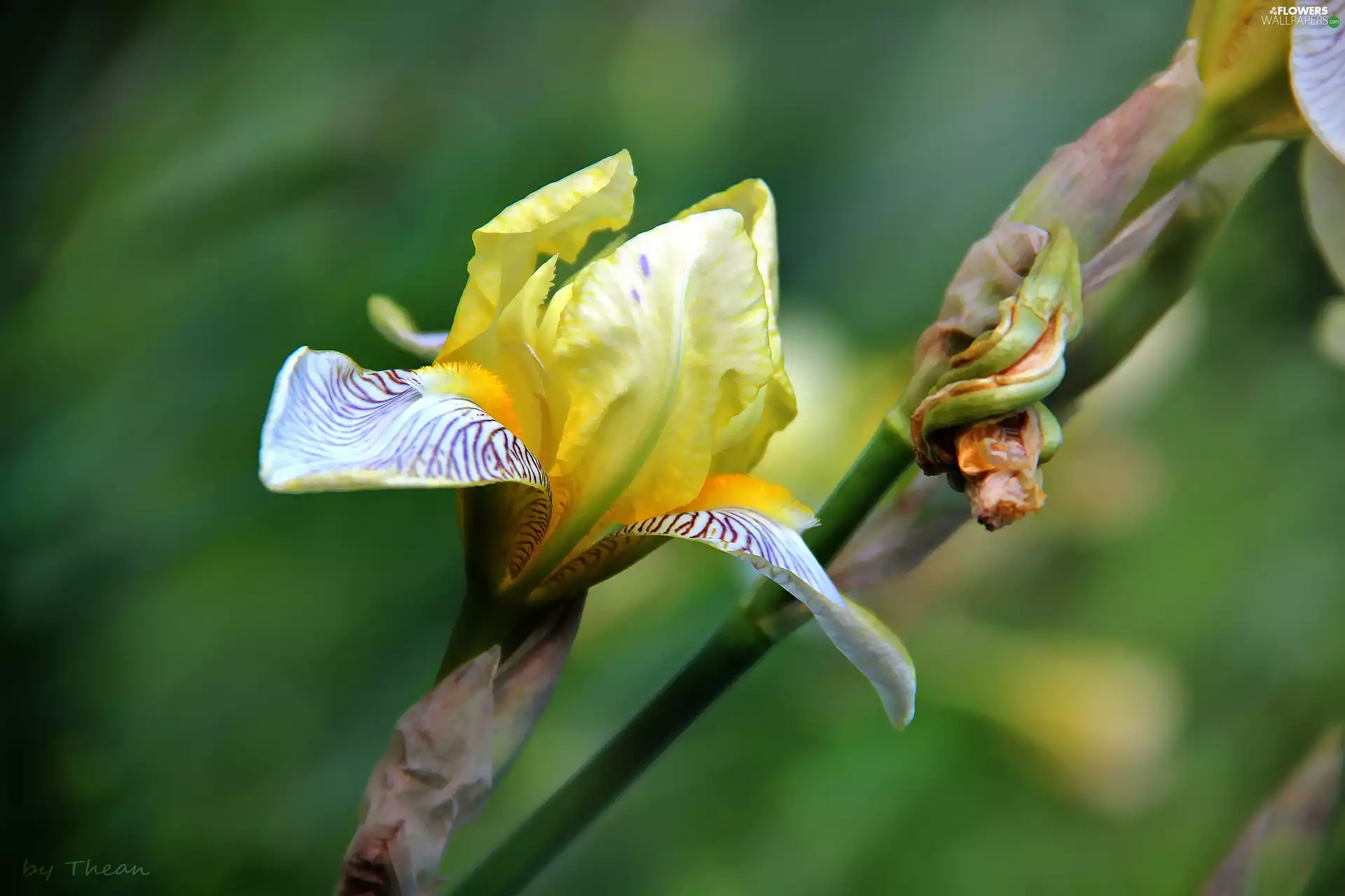 Yellow, Irises