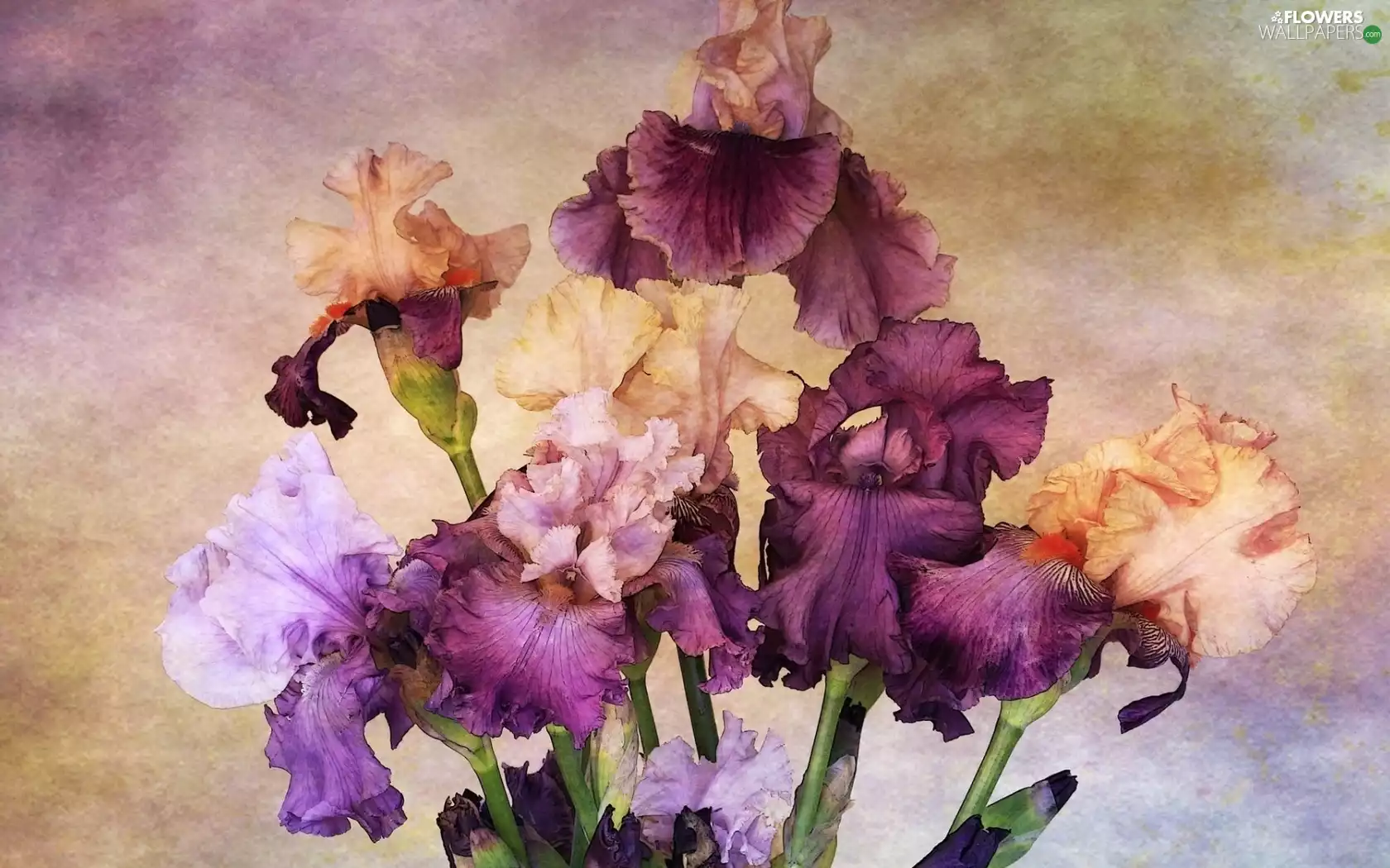 Irises