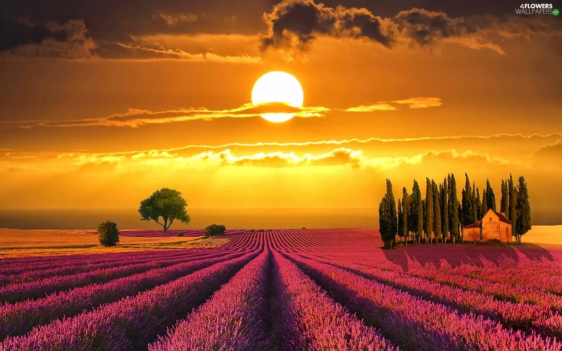 Lavender Field, house, Italy, Great Sunsets, Tuscany