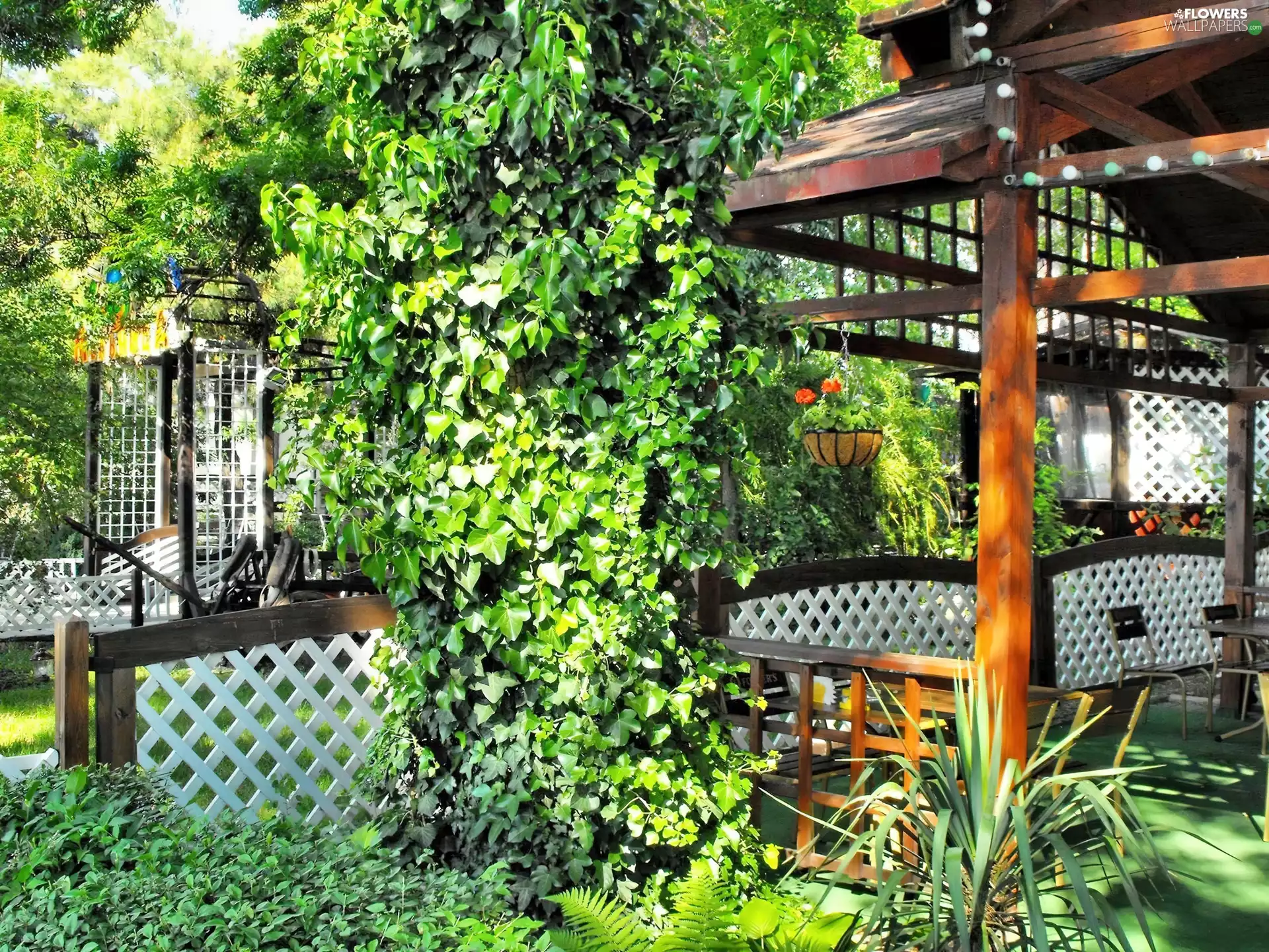 ivy, Garden, arbour