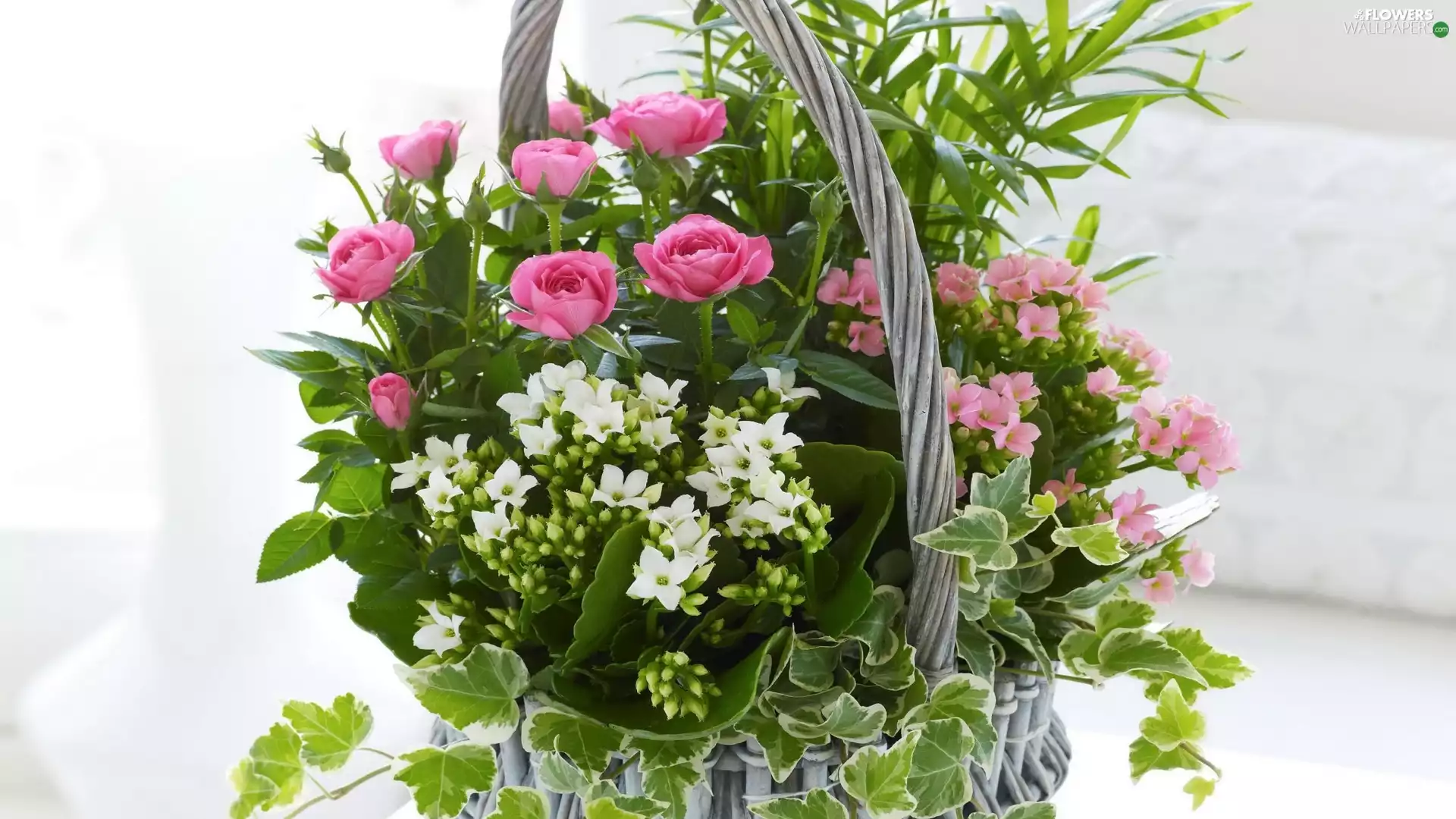 Kalanchoe, basket, roses, ivy, Pink, flowers