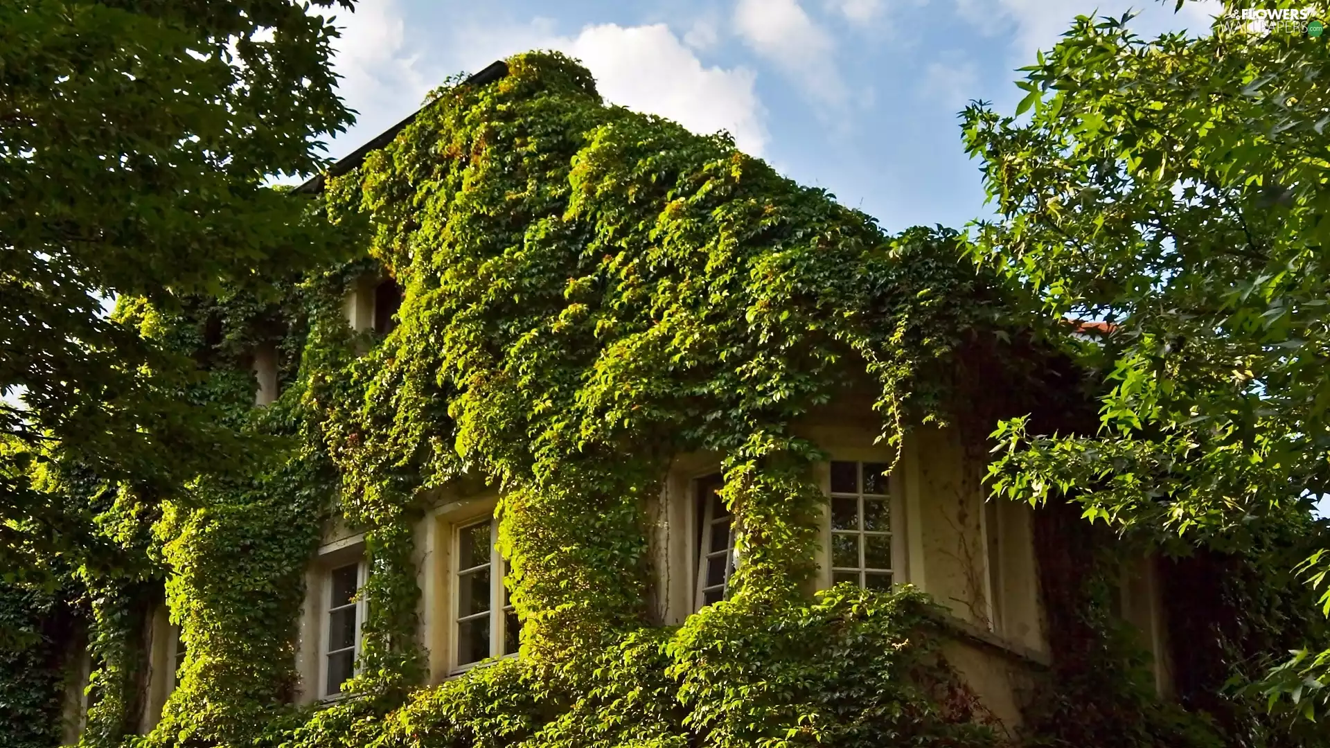 viewes, clouds, The Ivy, trees, house