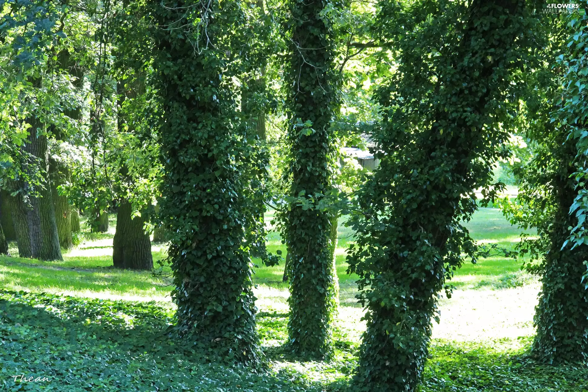 trees, Wooded, ivy, viewes
