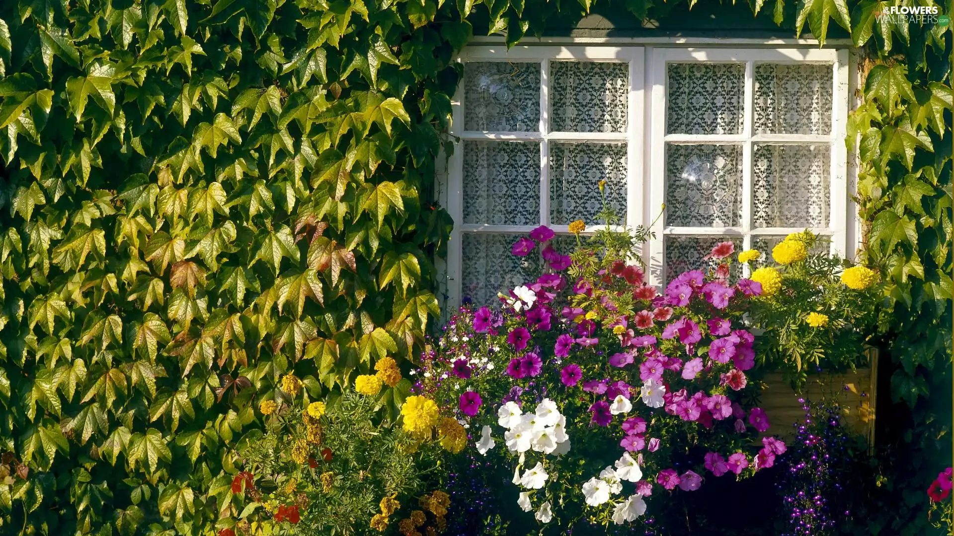 wall, Window, phlox, ivy