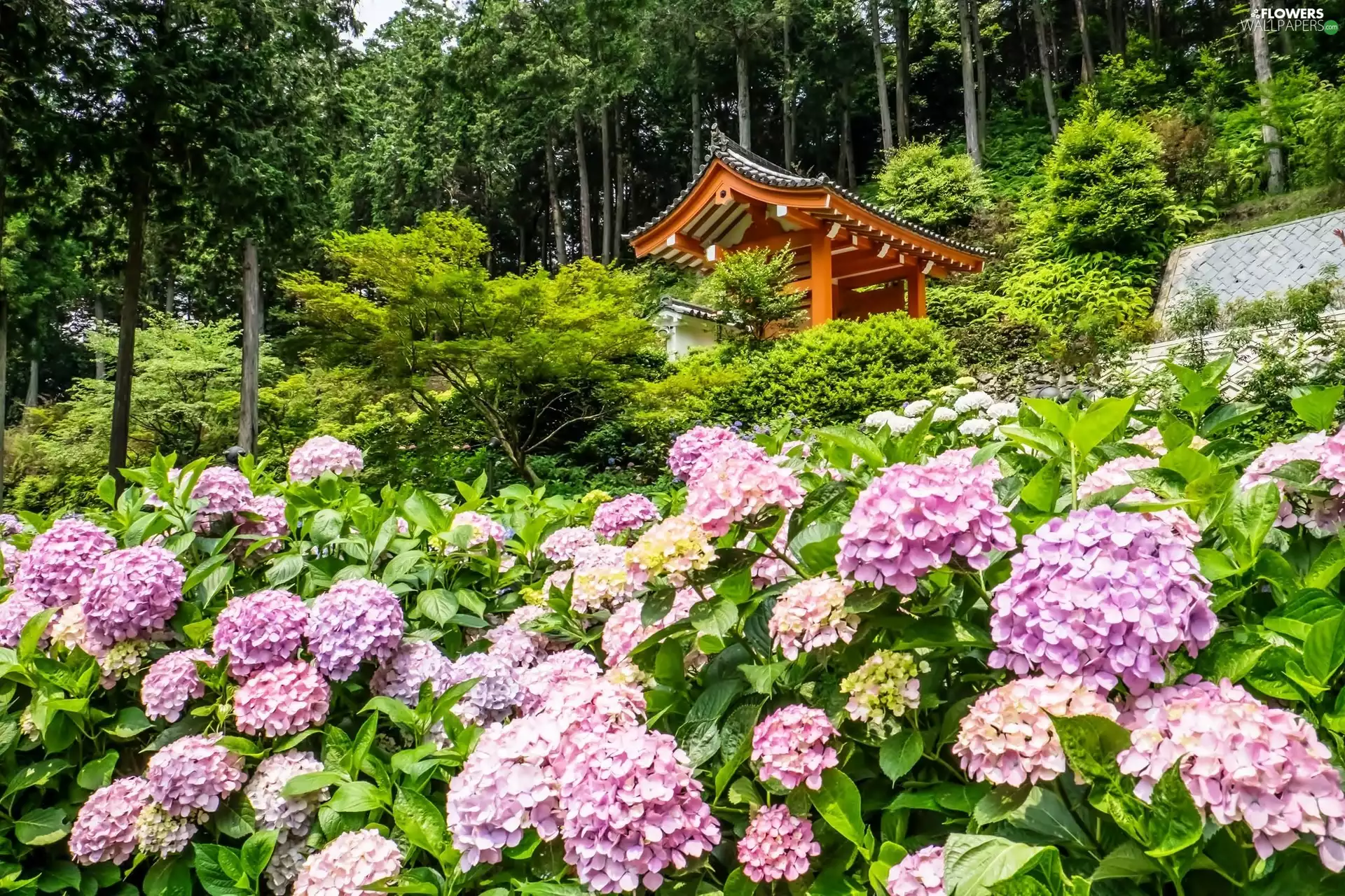 Japan, hydrangea, temple