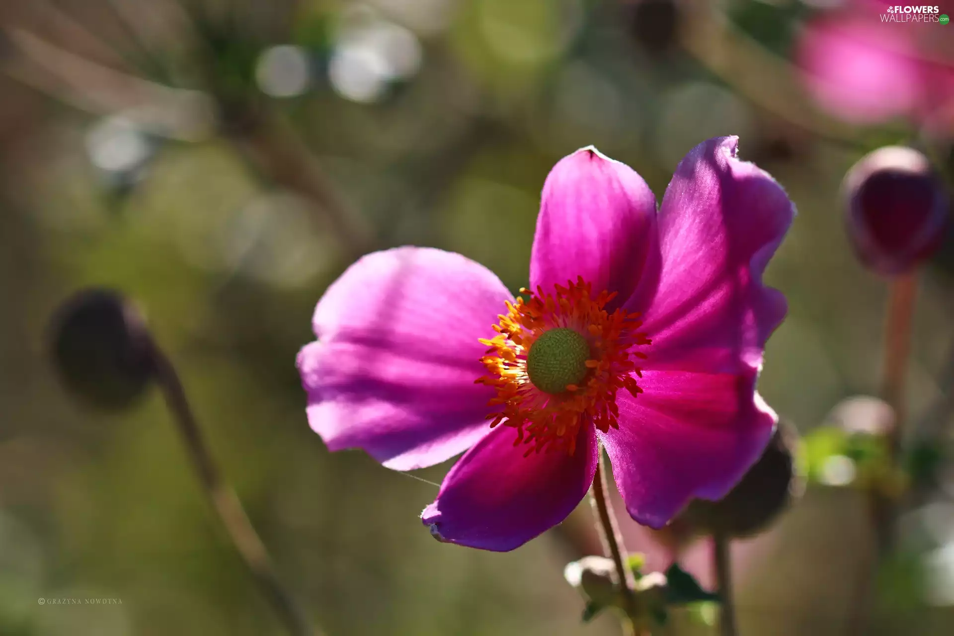 Violet, Japanese anemone, Colourfull Flowers