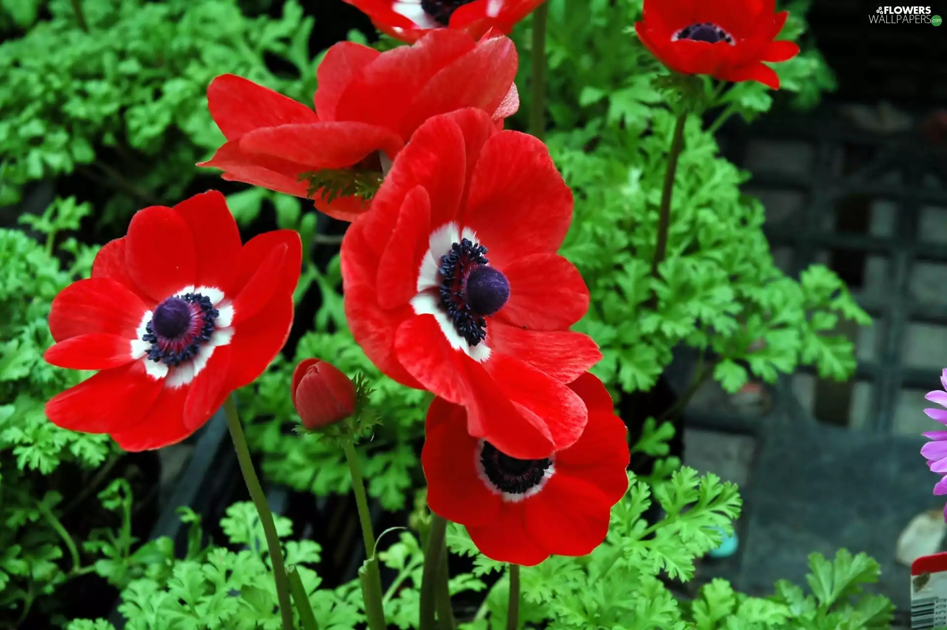 japanese, Red, anemone