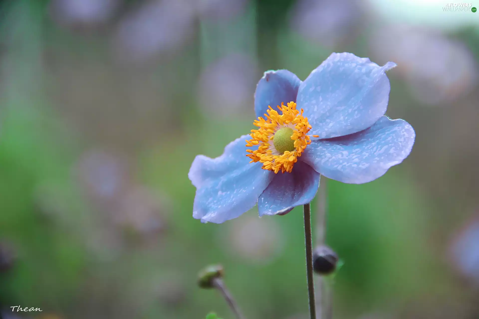 Japanese anemone