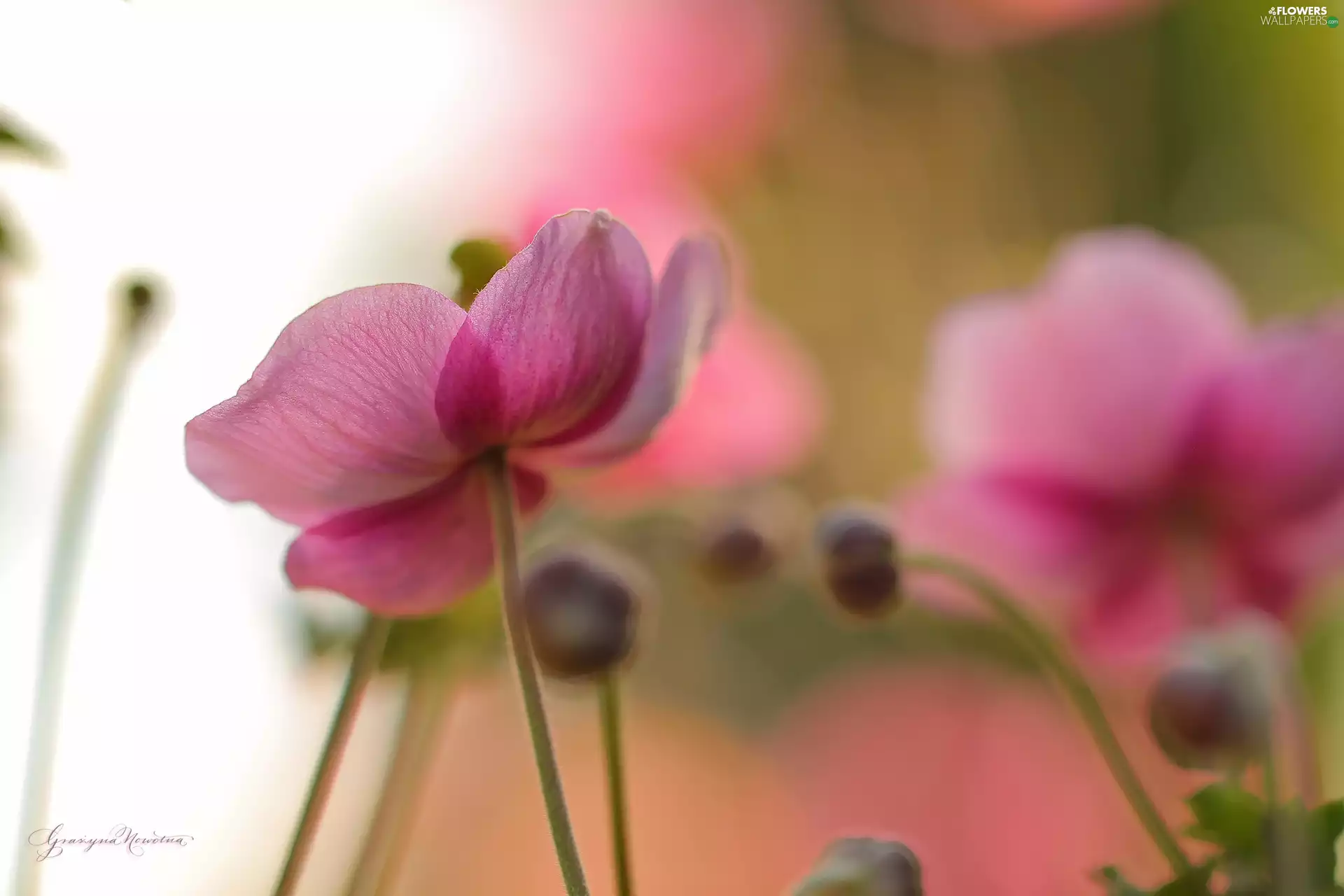 Anemones, Japanese