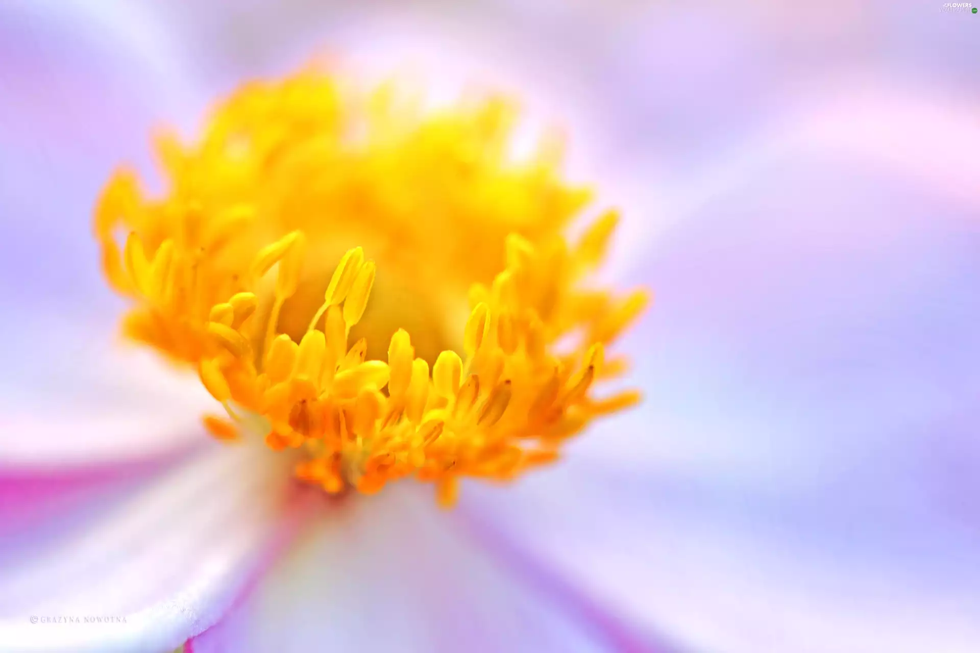 Colourfull Flowers, anemone, japanese